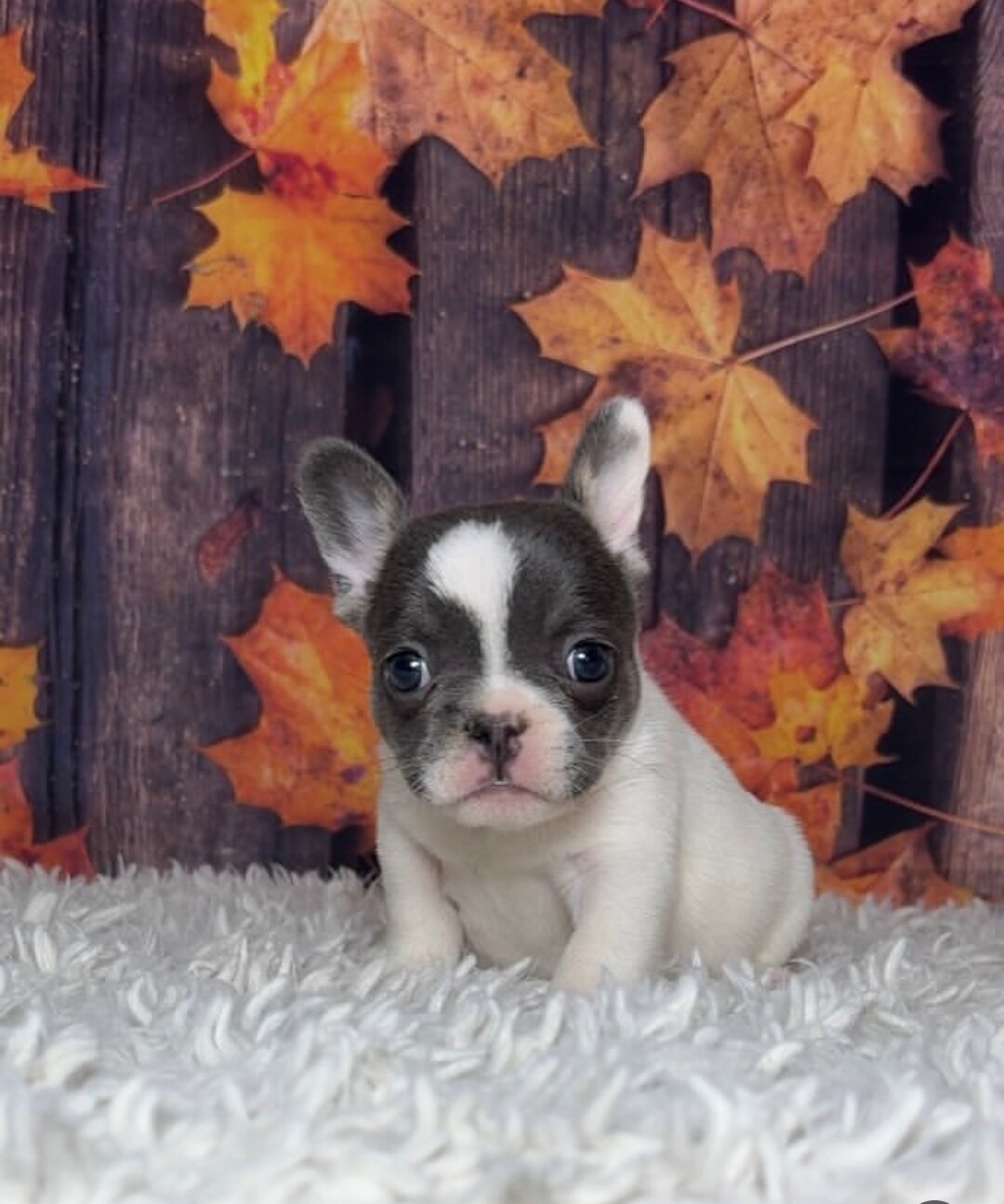 French Bulldog image 1