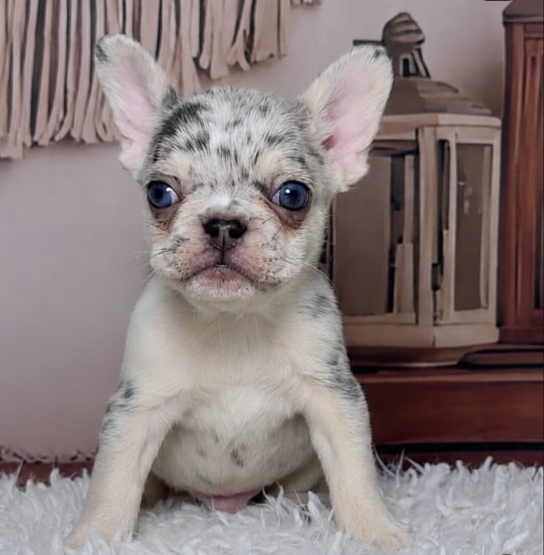 French Bulldog puppies. image 3