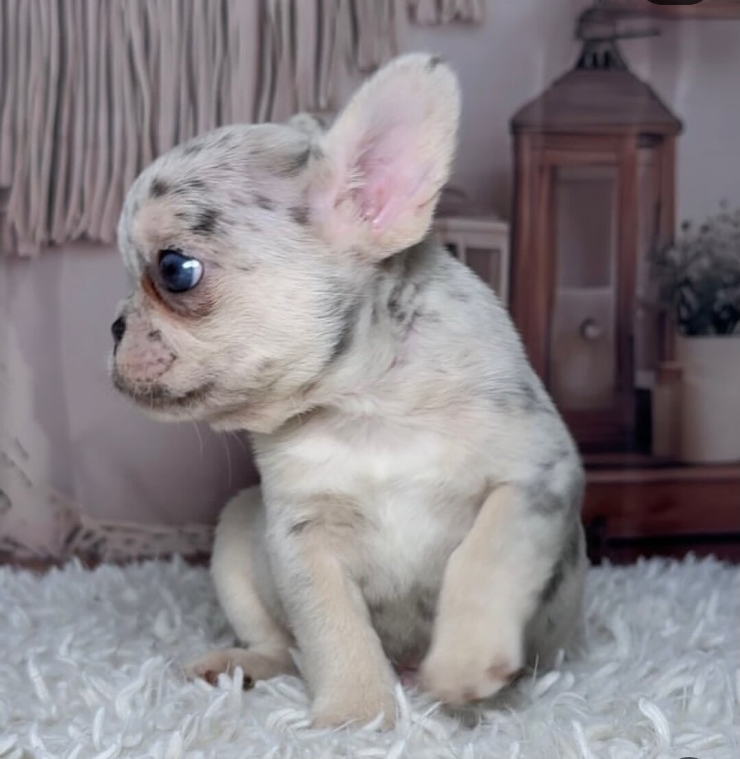 French Bulldog puppies. image 1