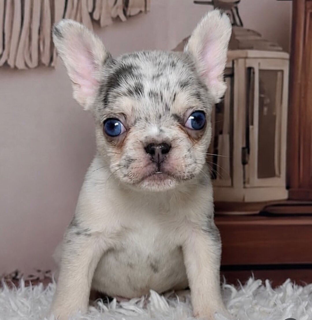 French Bulldog puppies. image 2