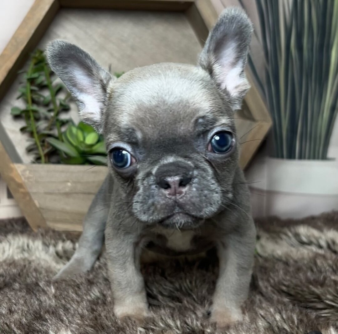 Frenchie Bulldog image 1