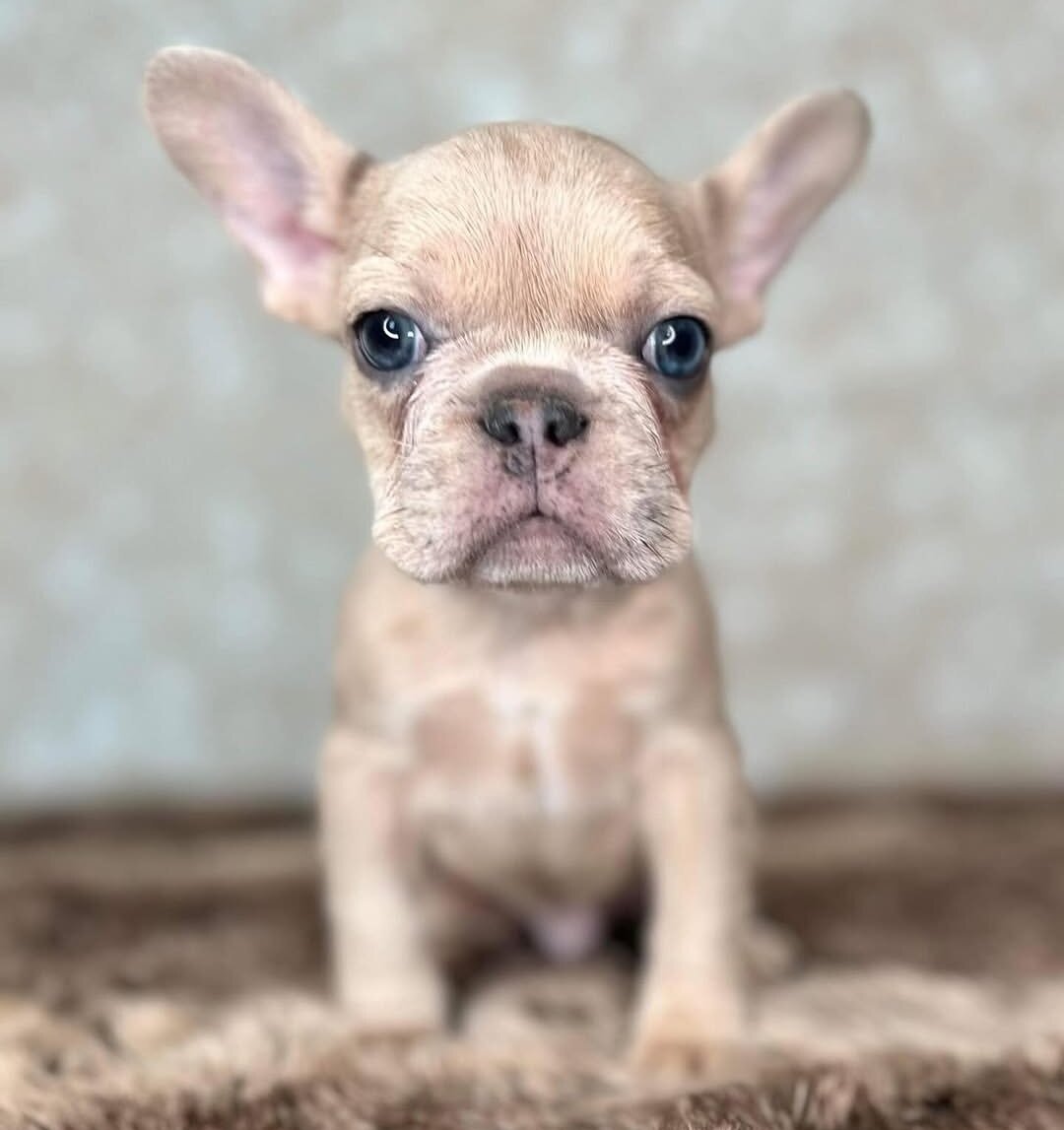 French Bulldog image 1