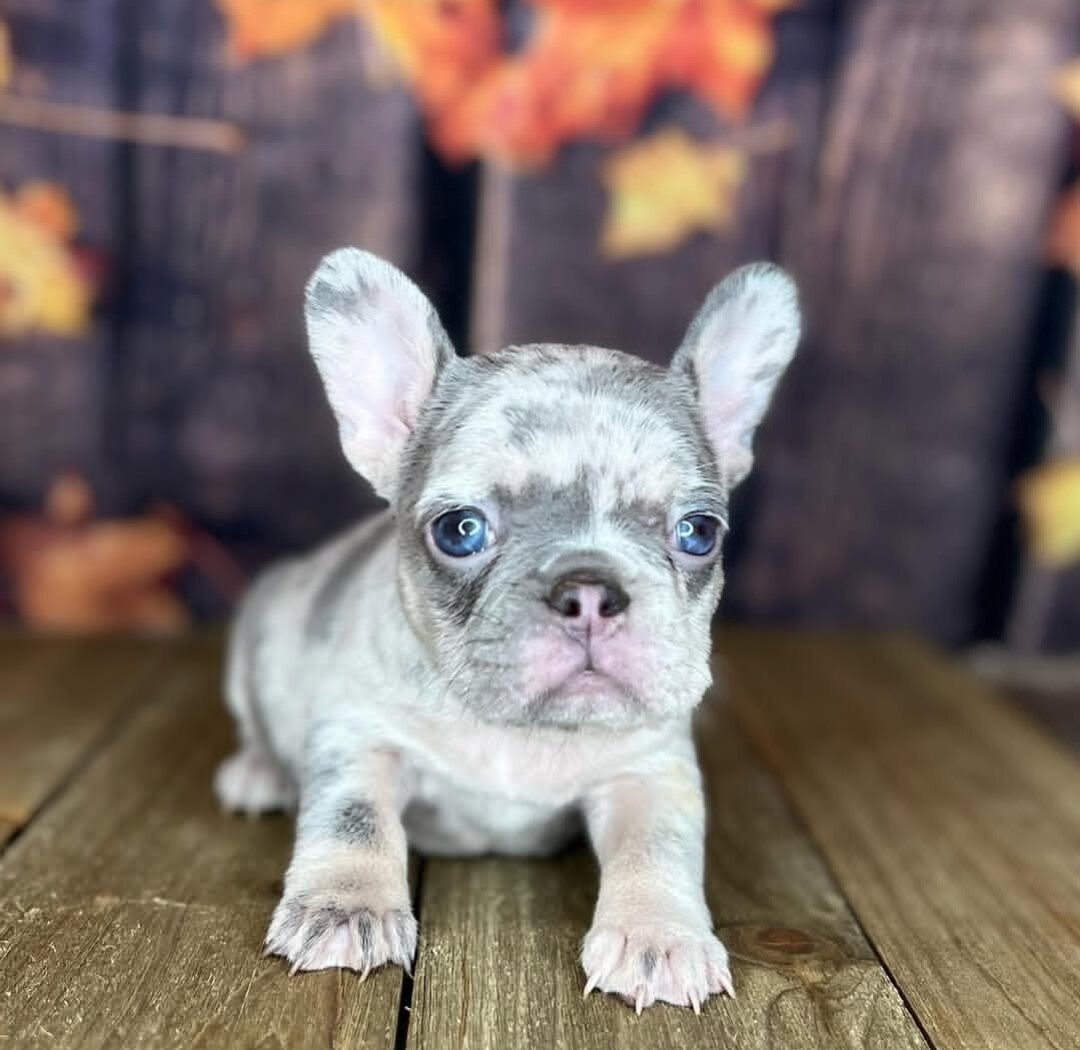 French Bulldog image 1