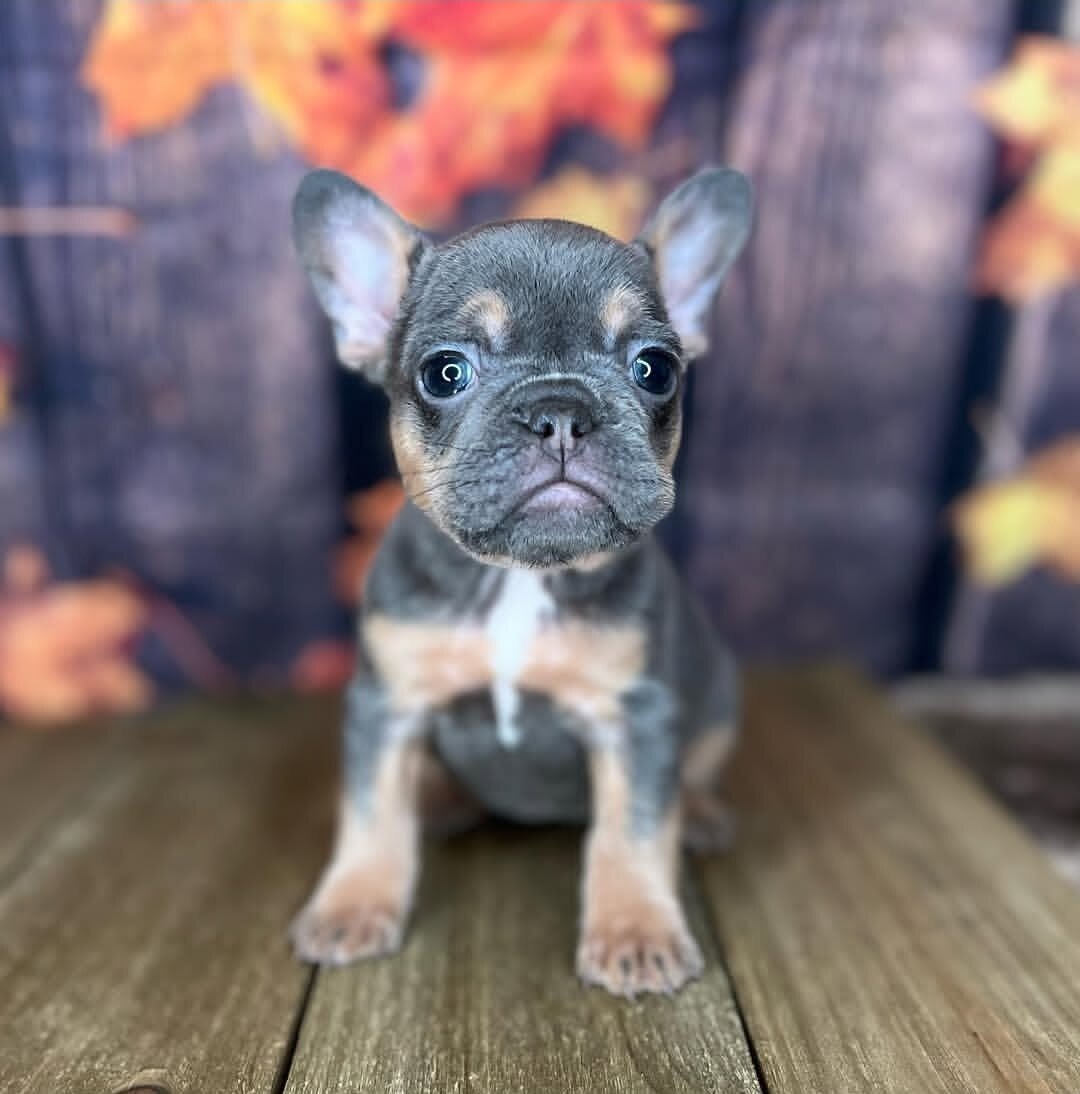 Frenchies puppies image 1
