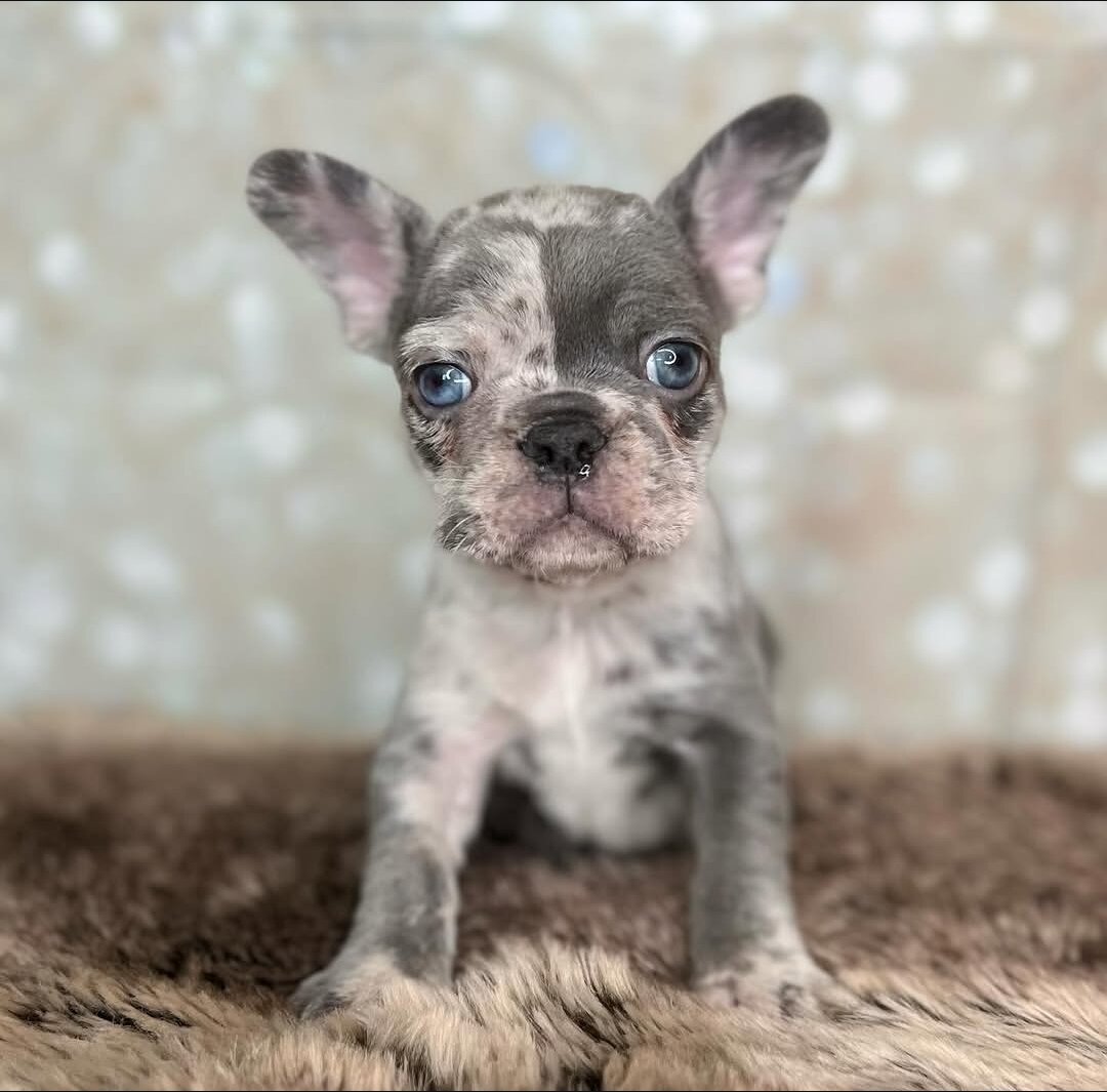 Frenchies babies image 1