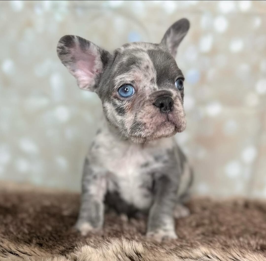 Frenchies babies image 2