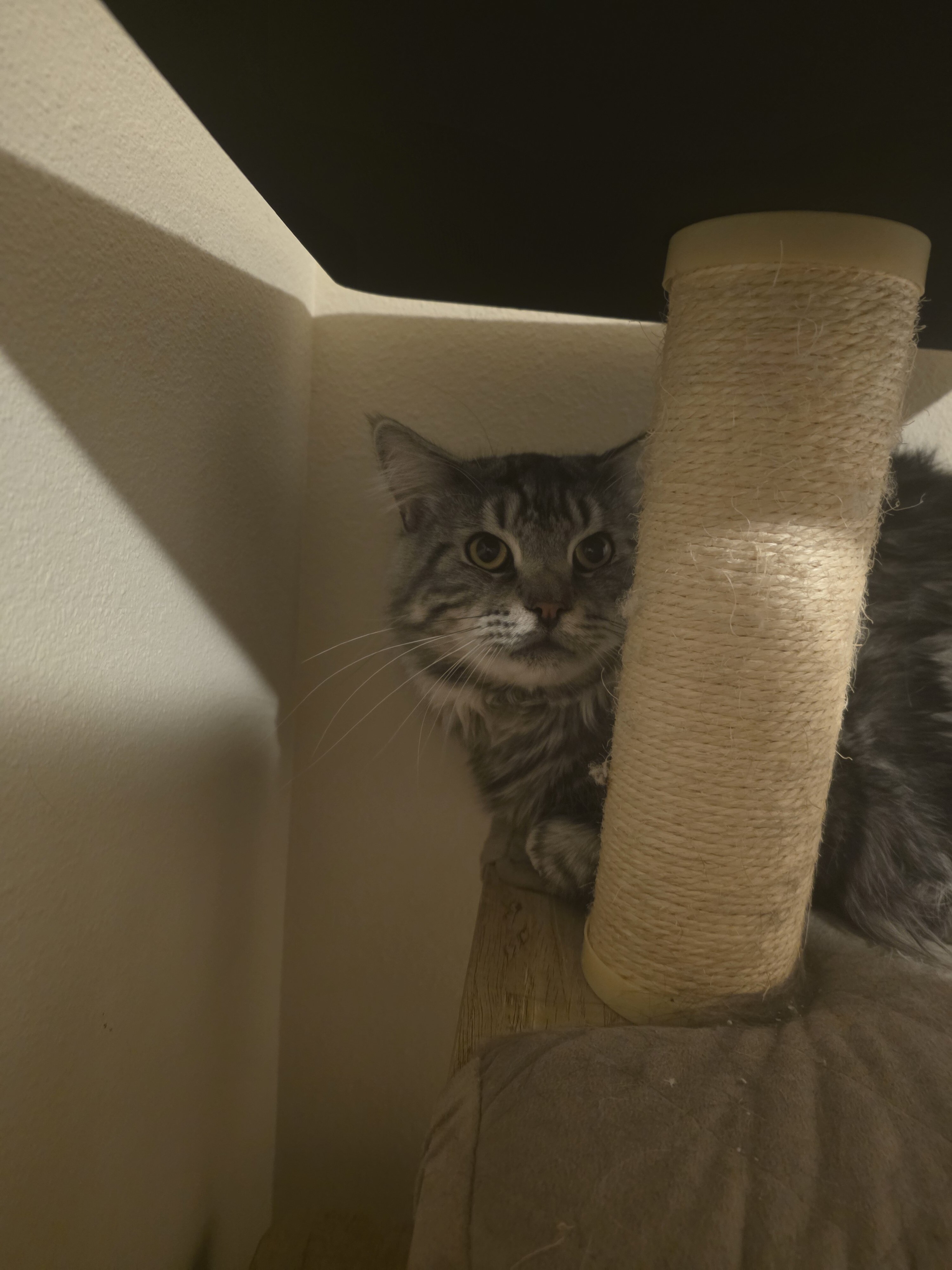 Maine Coon 2.5yo image 4