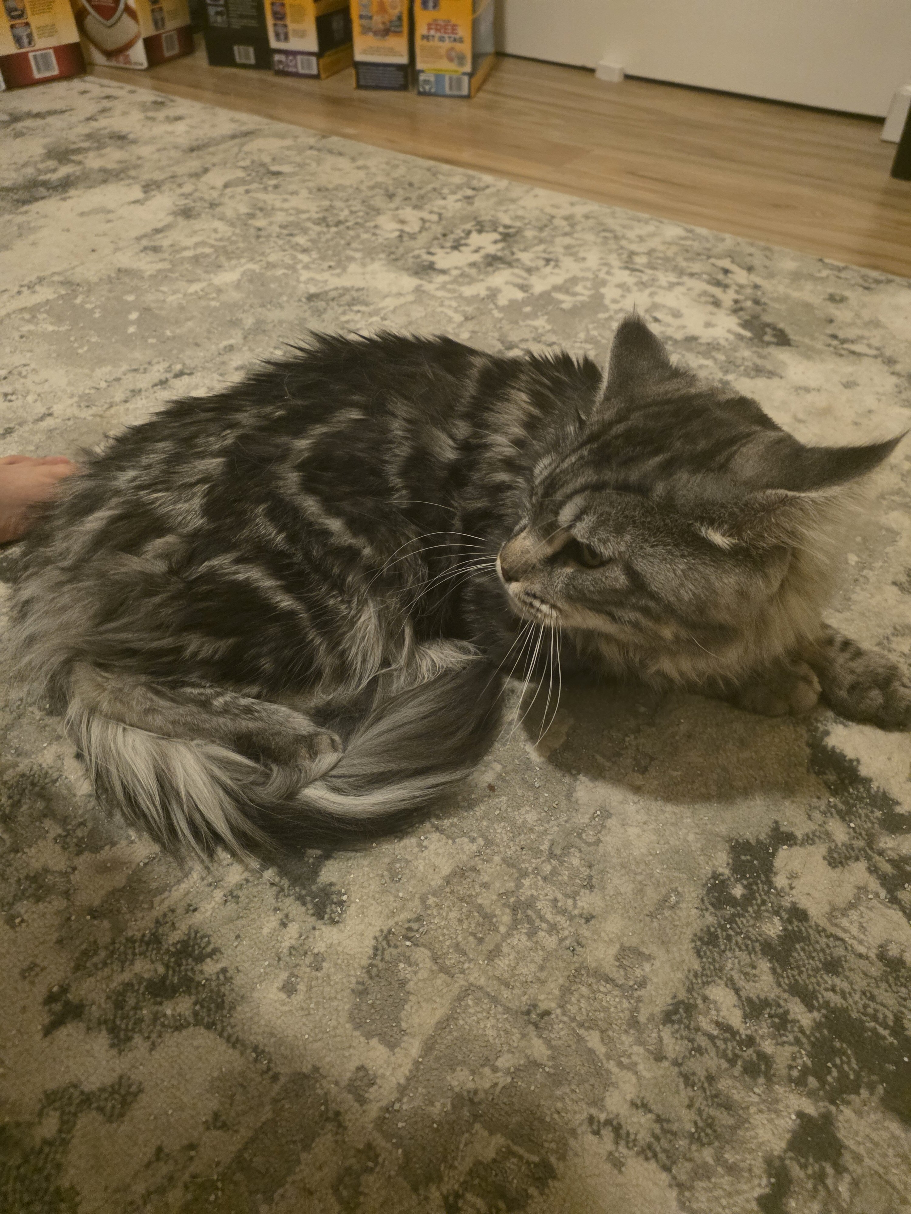 Maine Coon 2.5yo image 2