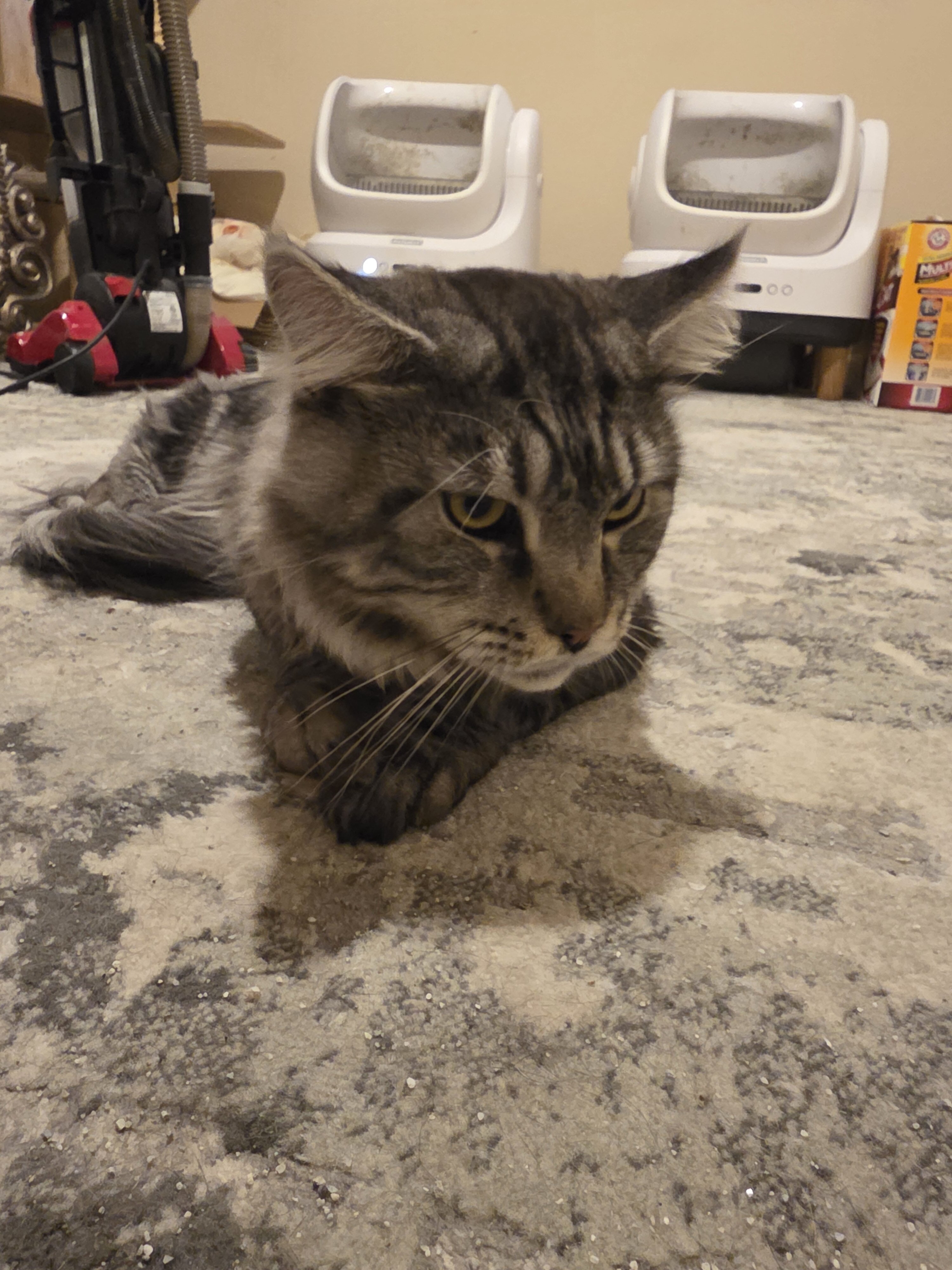 Maine Coon 2.5yo image 1