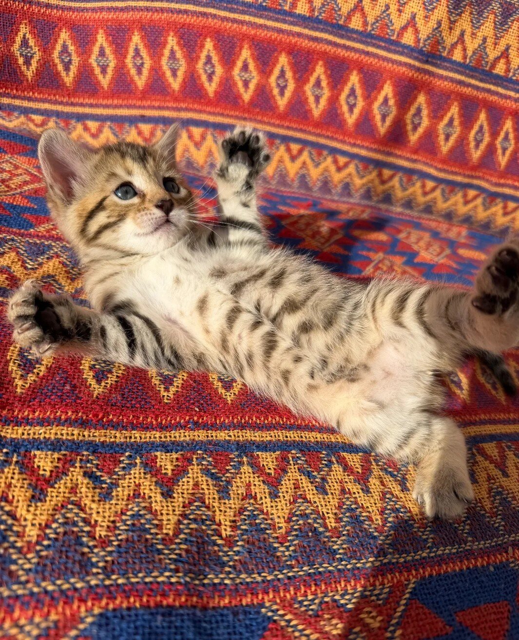 Adorable Bengal kittens for sale image 1