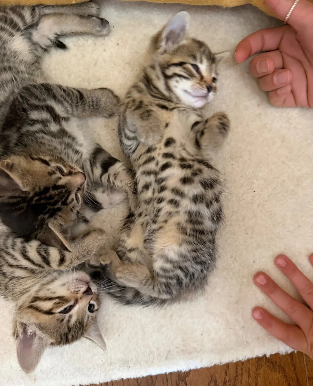 Adorable Bengal kittens for sale image 2