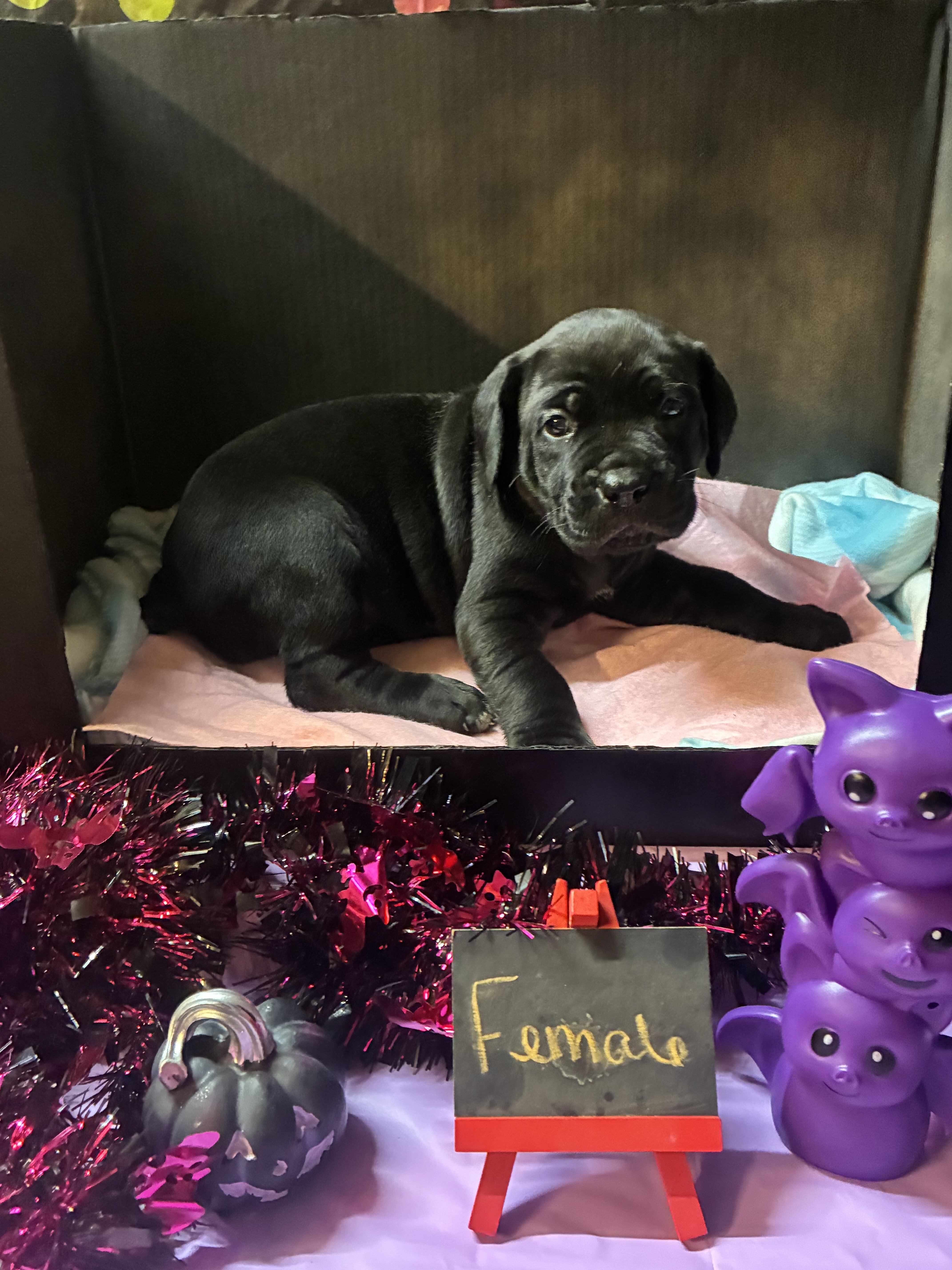 Cane Corso puppy’s image 4