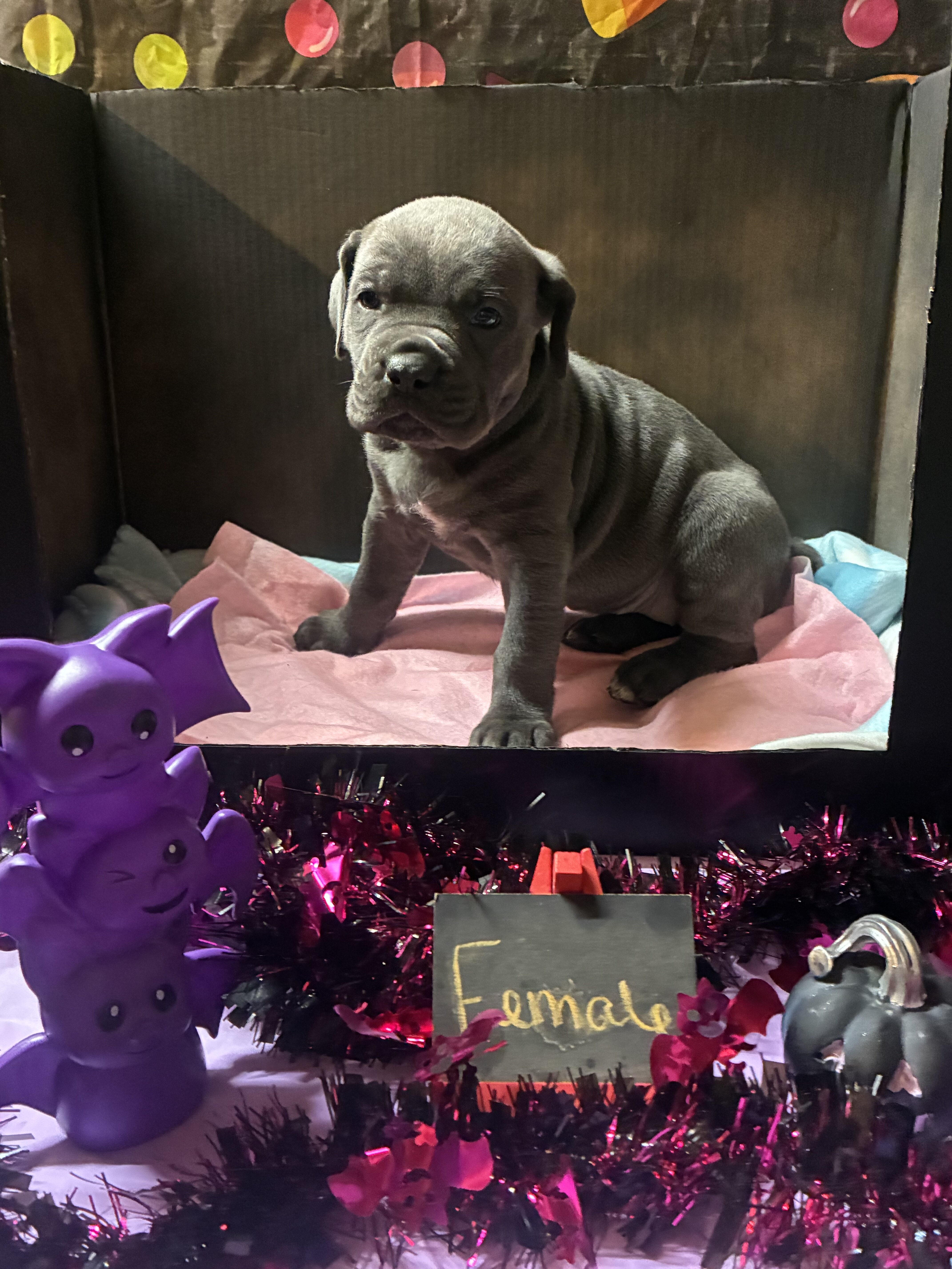 Cane Corso puppy’s image 2