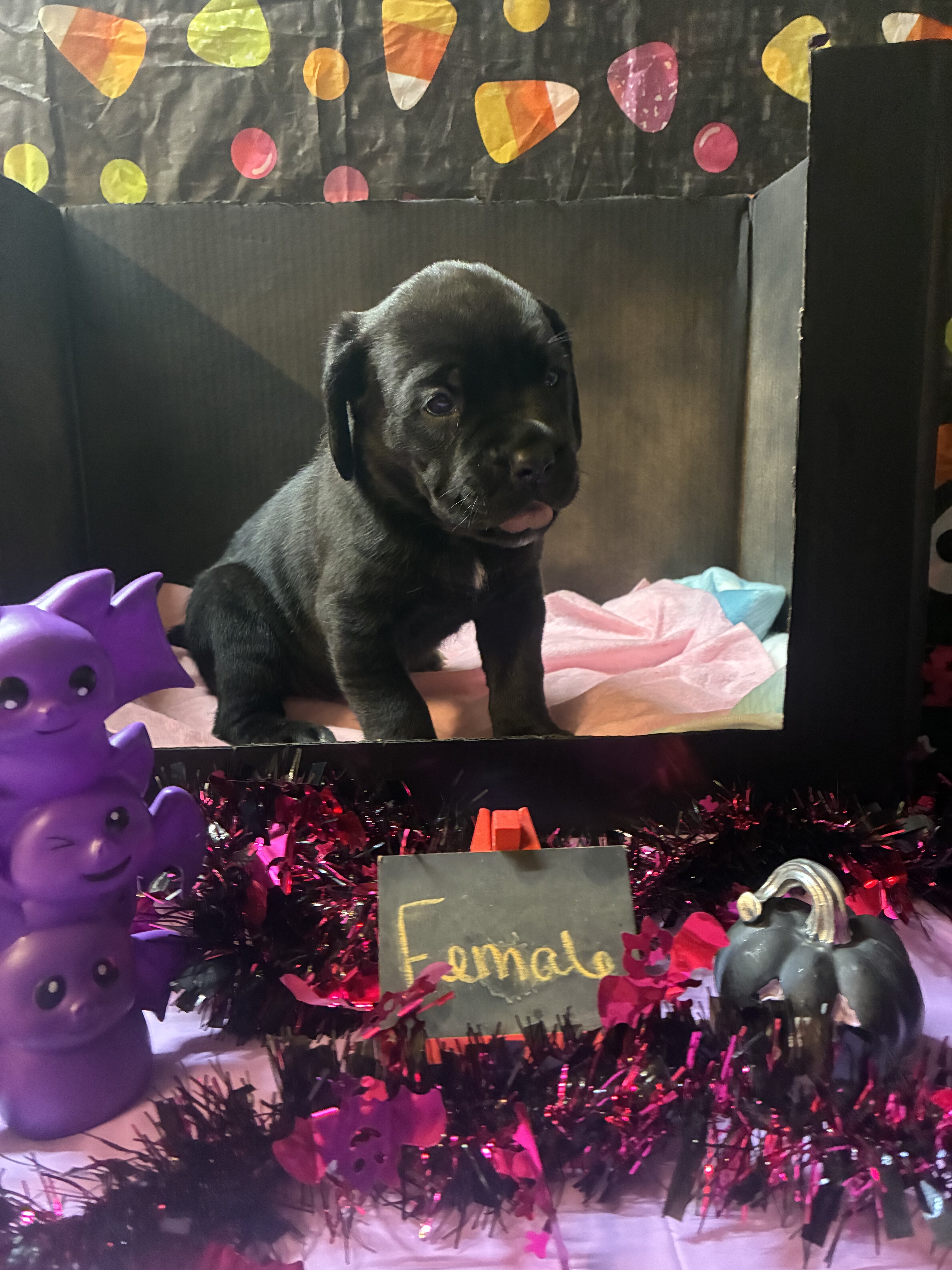 Cane Corso puppy’s image 1