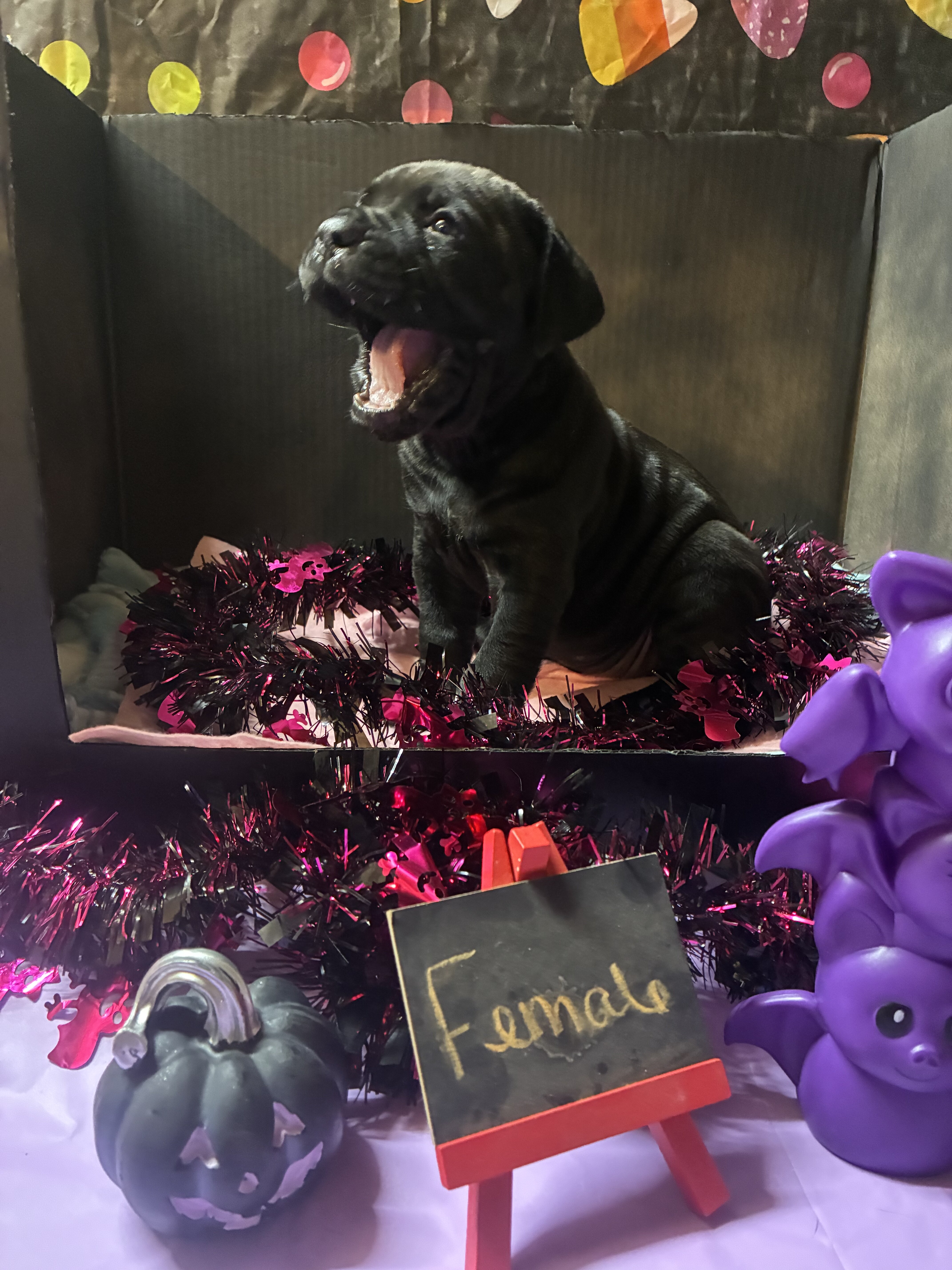 Cane Corso puppy’s image 3