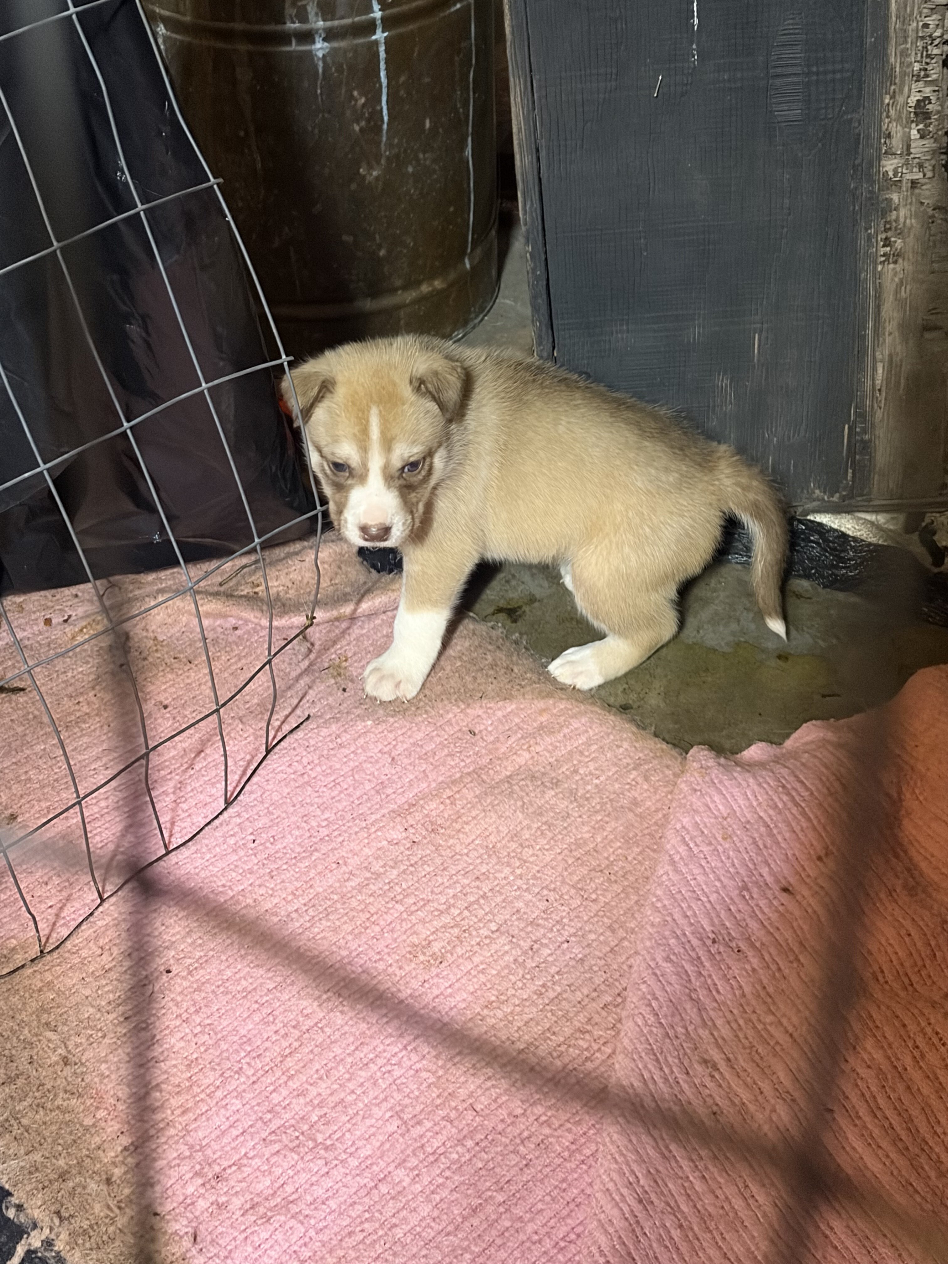 American bulldog, pit bull terrier husky mut image 1