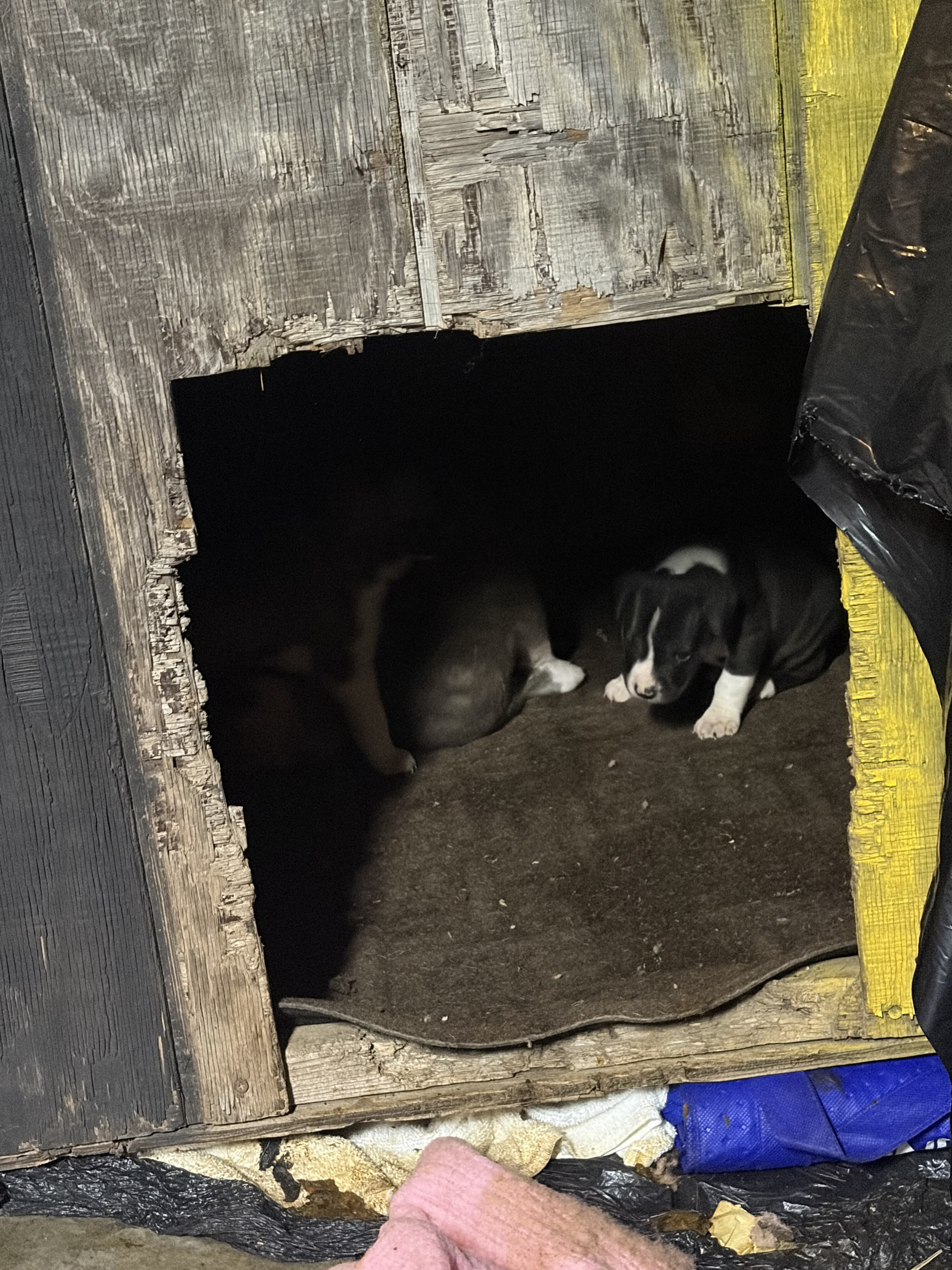 American bulldog, pit bull terrier husky mut image 2