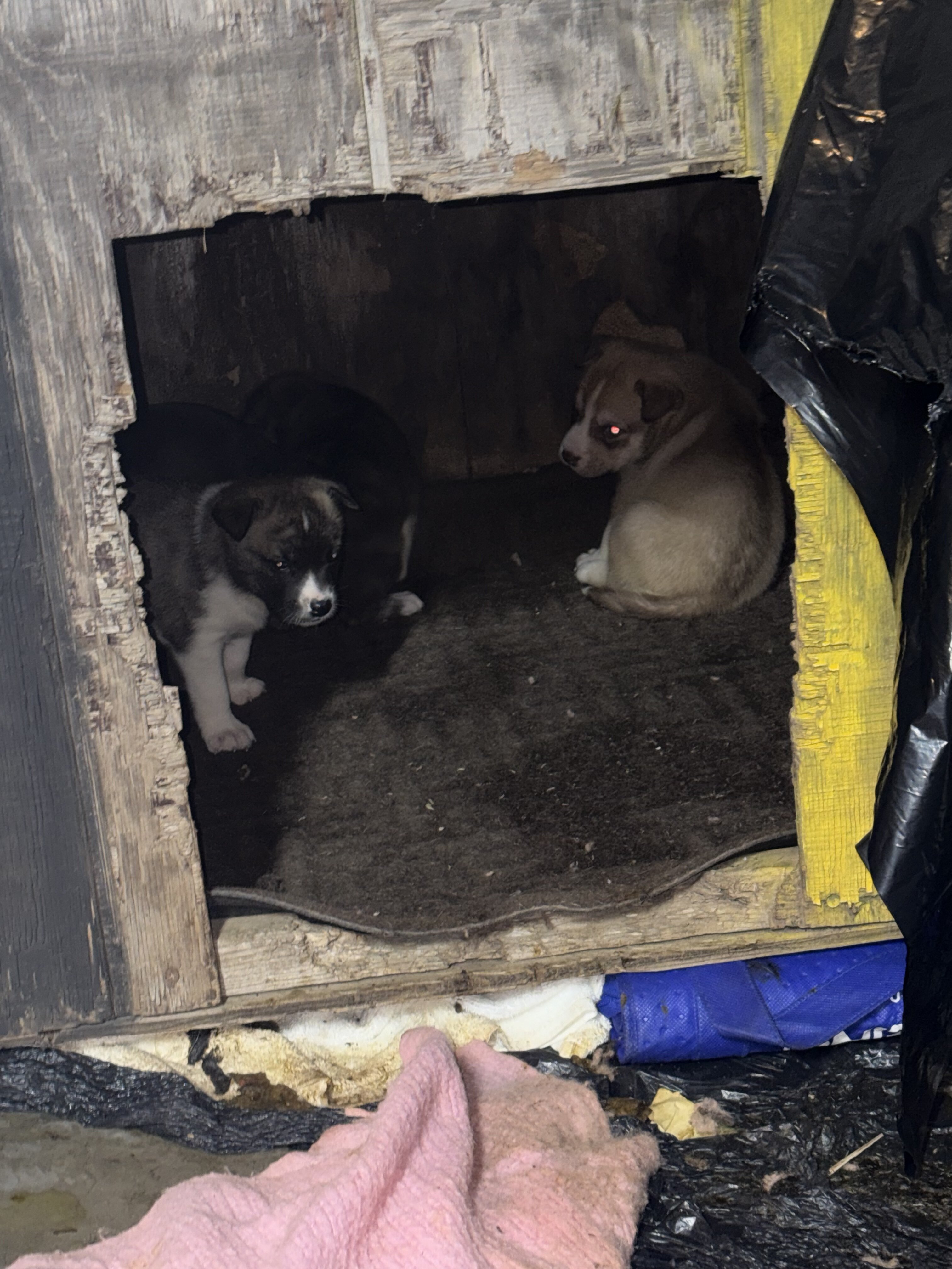 American bulldog, pit bull terrier husky mut image 3
