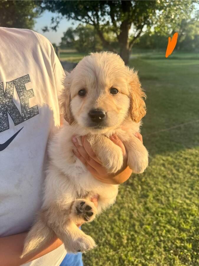 Golden Retriever Puppies image 1