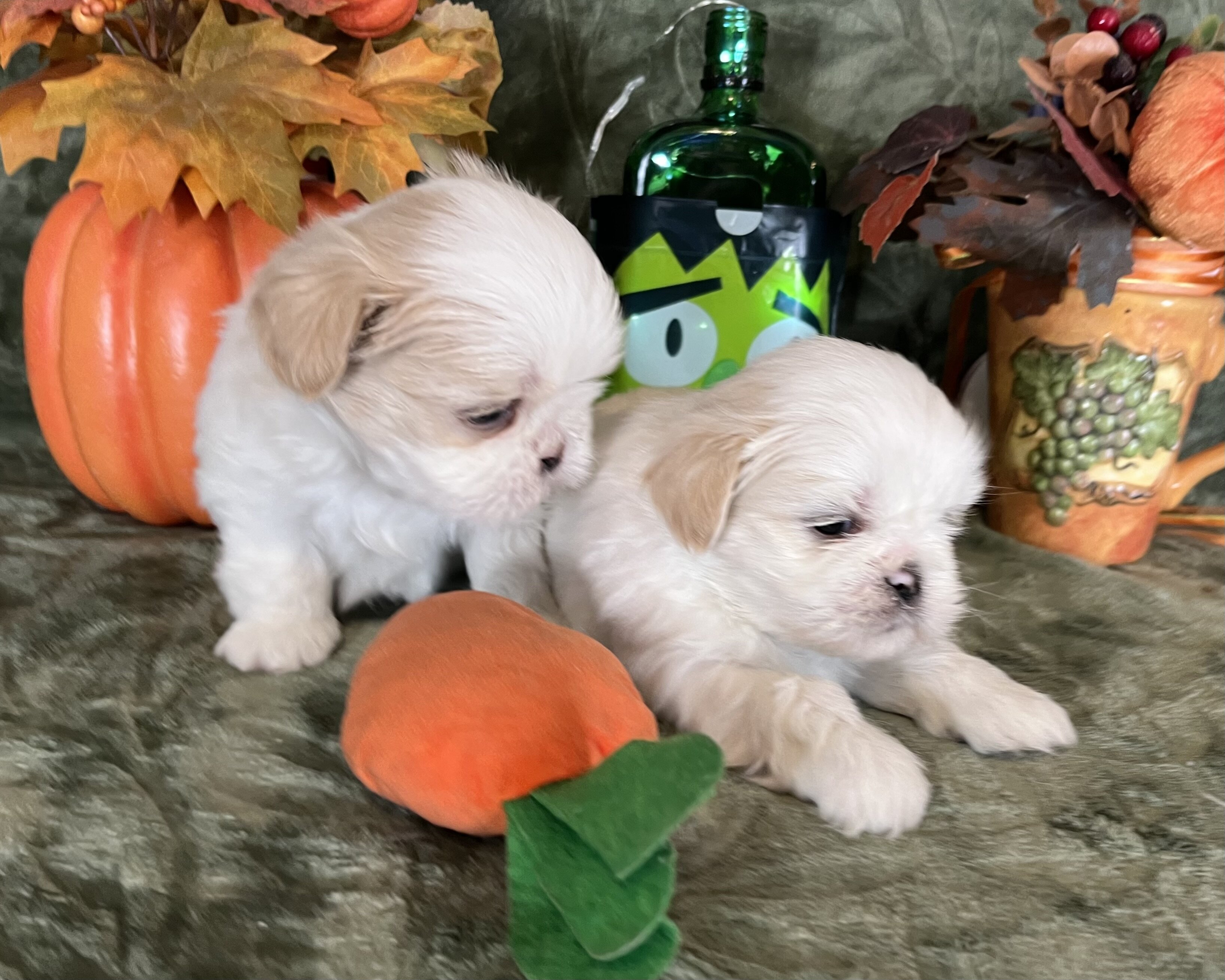 Shihtzu puppies image 1