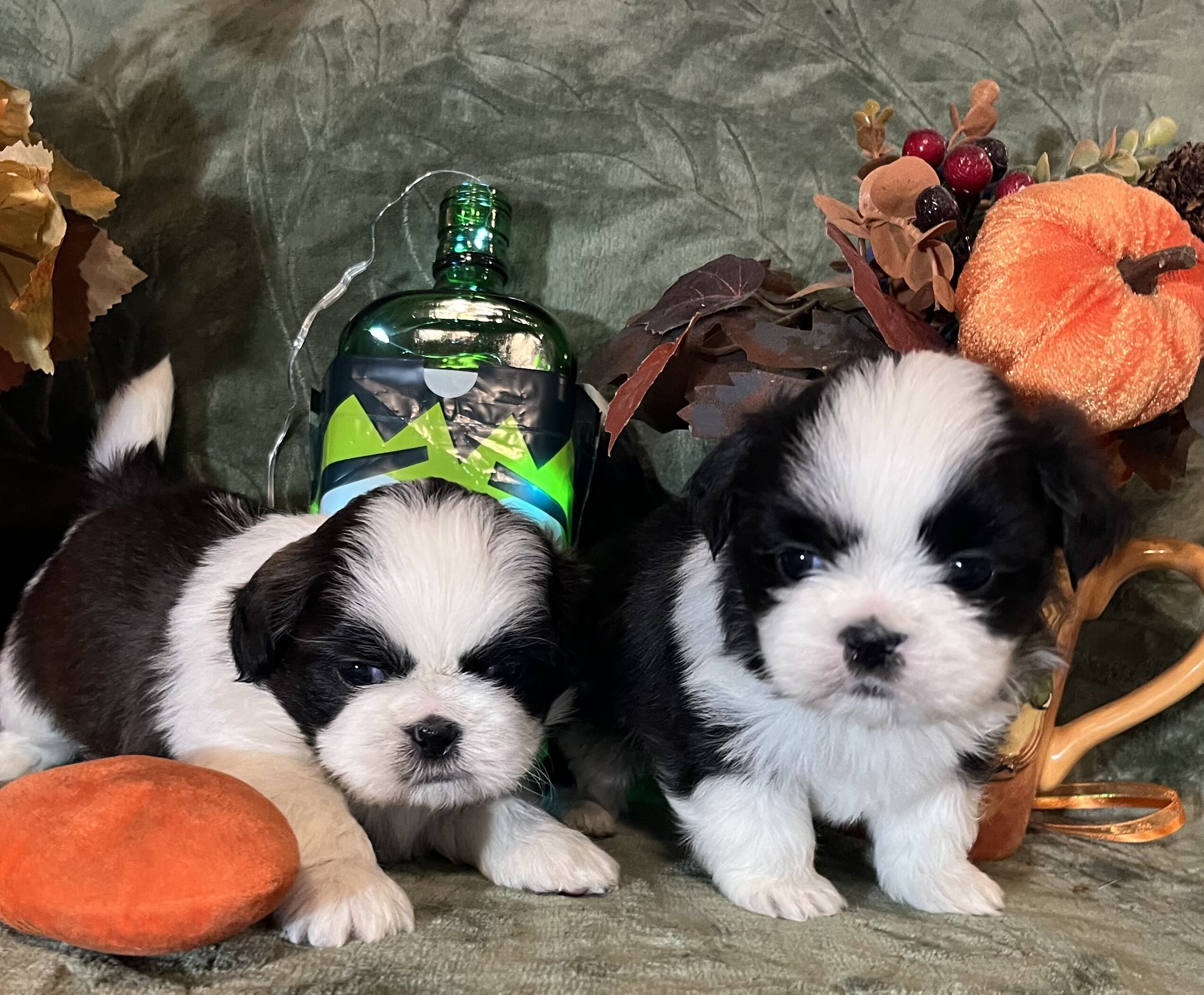 Shihtzu puppies image 3