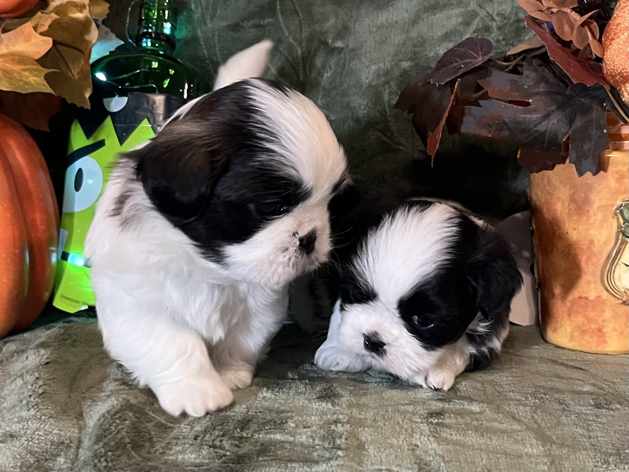 Shihtzu puppies image 2