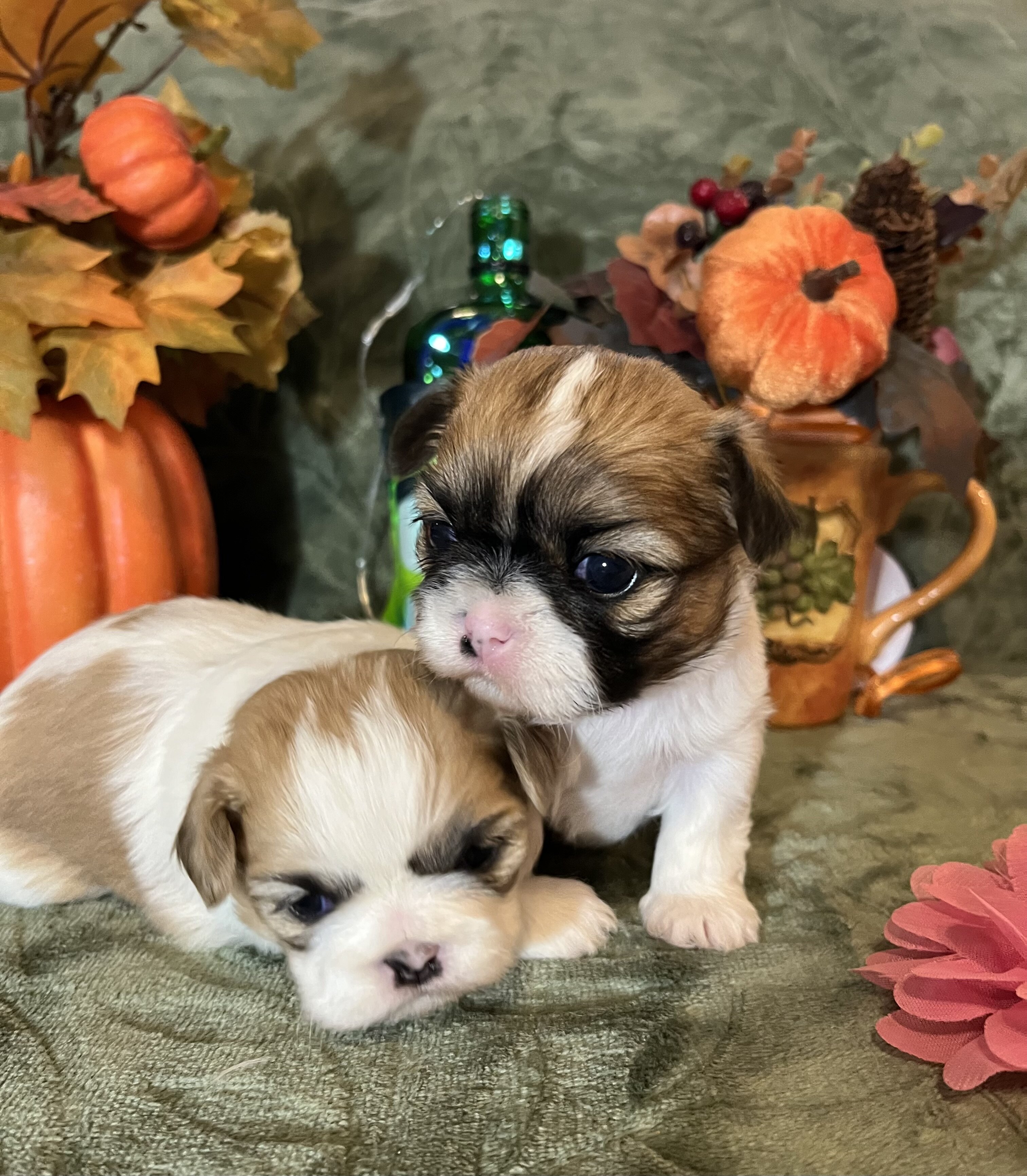 Shihtzu puppies image 4