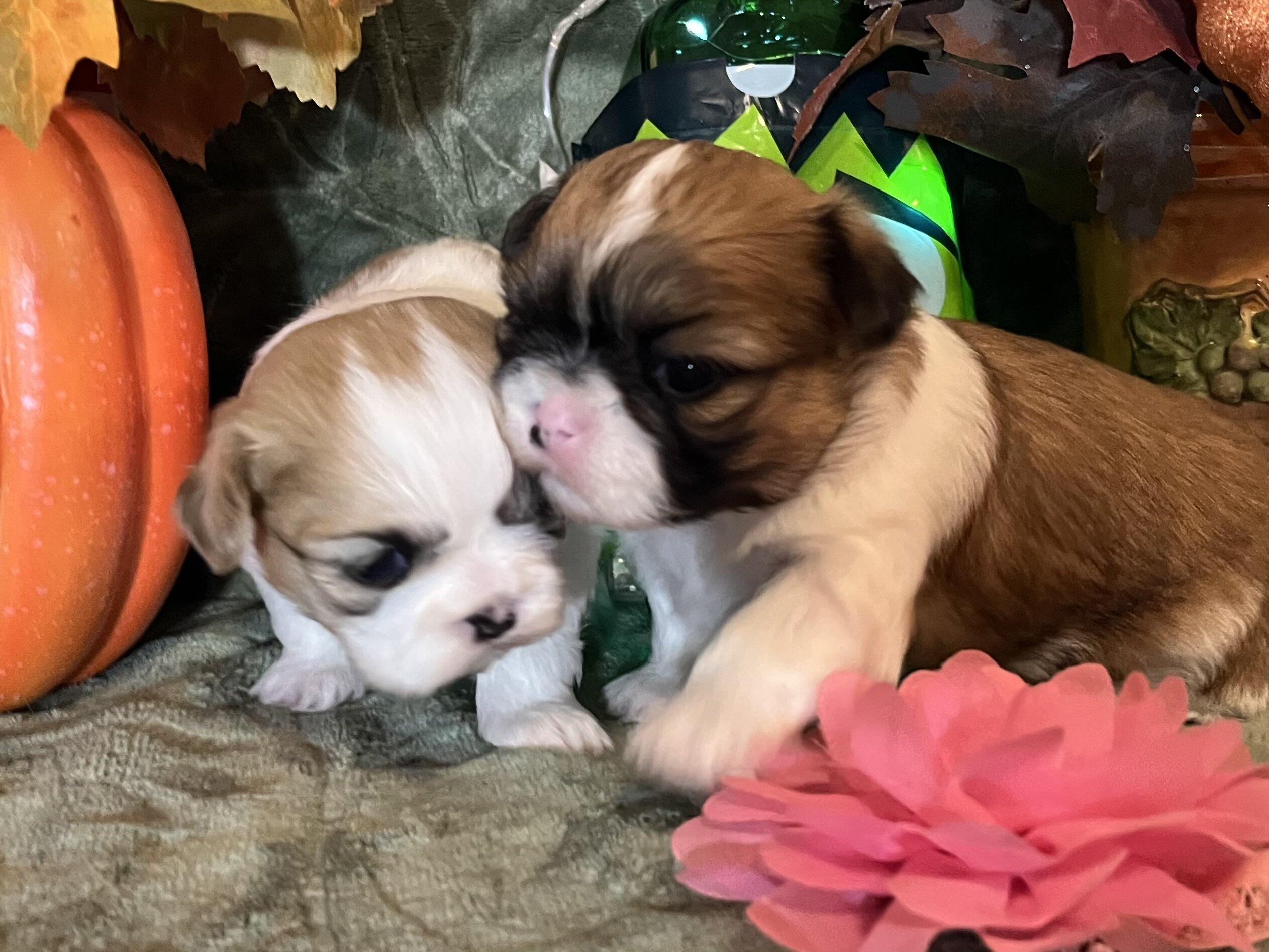 Shihtzu puppies image 5