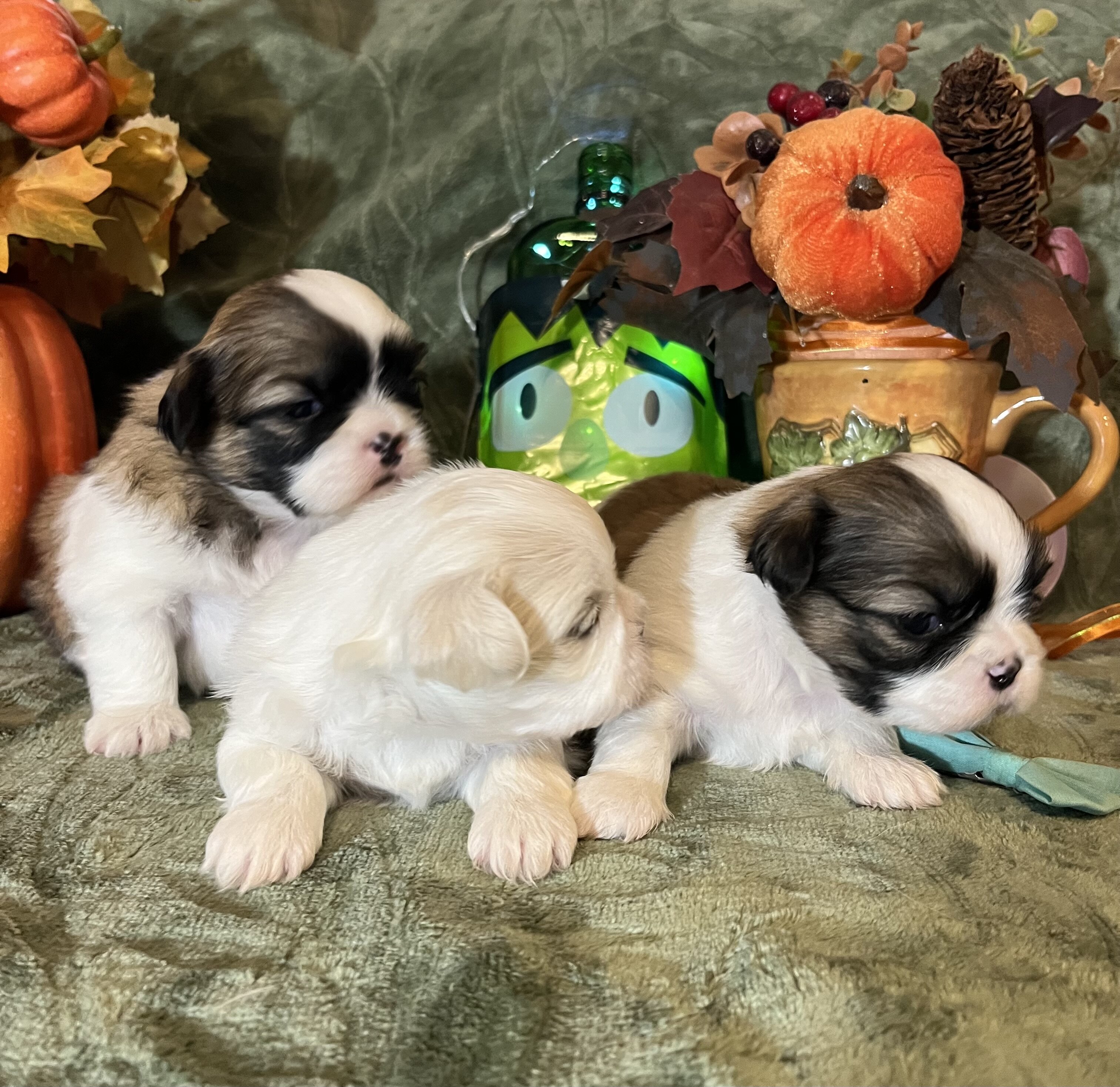 Shihtzu puppies image 6