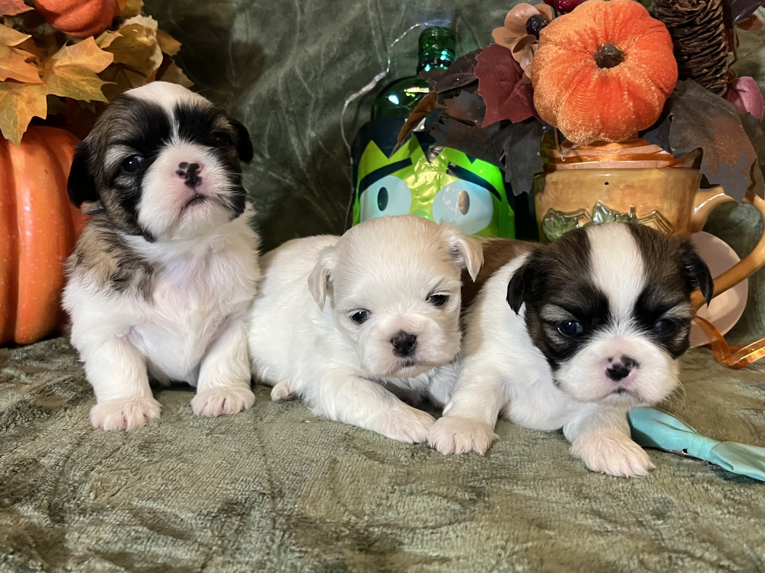 Shihtzu puppies image 7