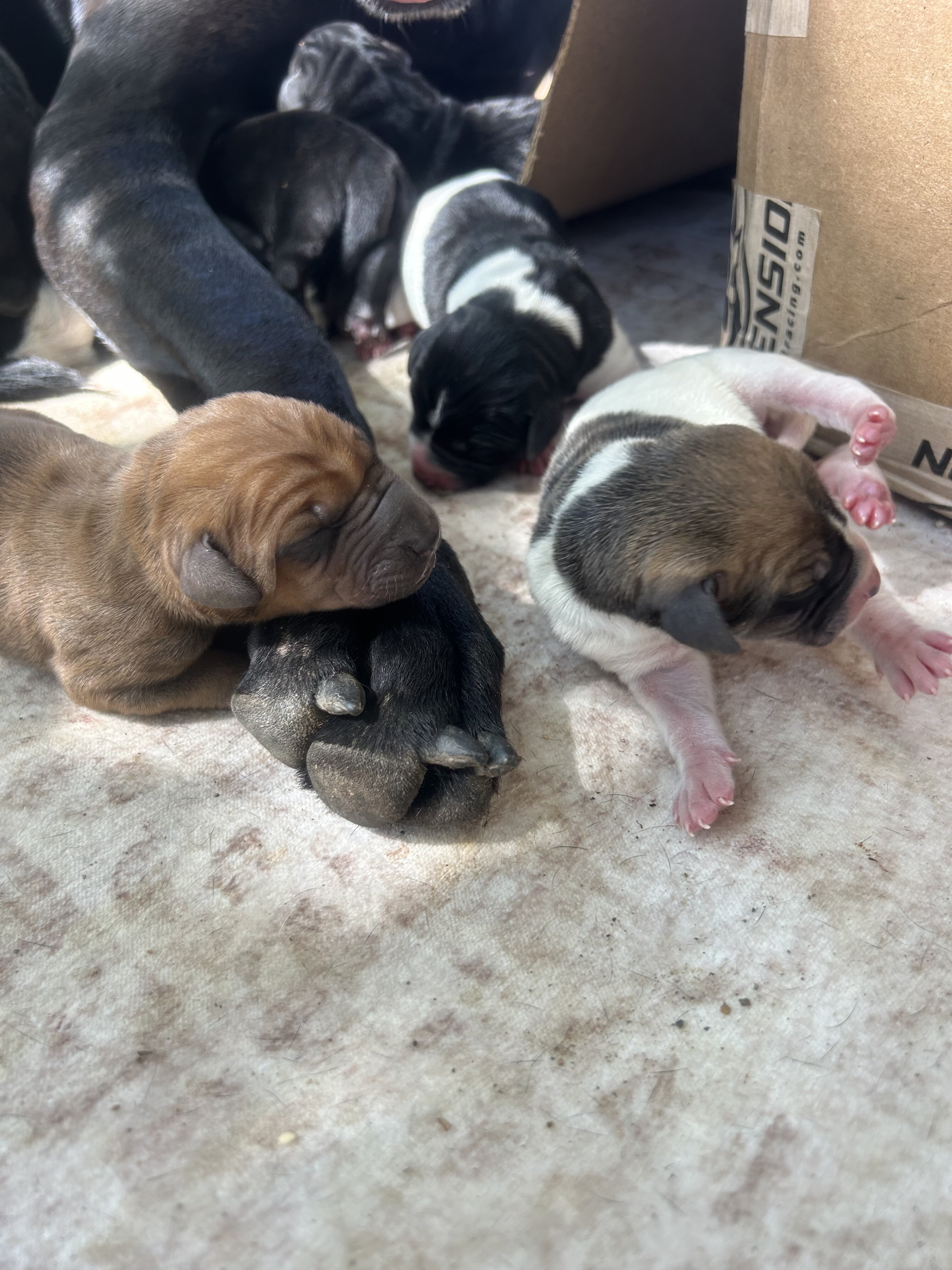 Doberman / Great Dane Puppies image 1