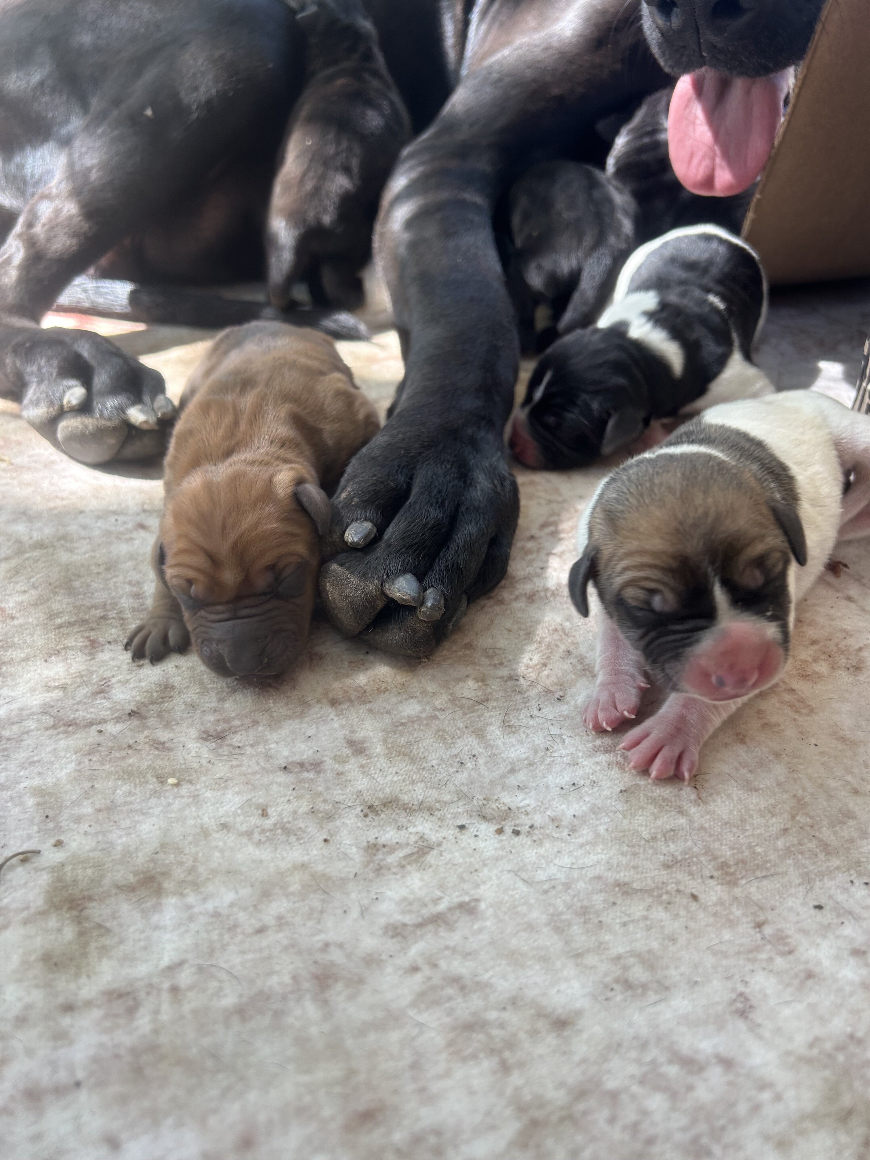 Doberman / Great Dane Puppies image 5