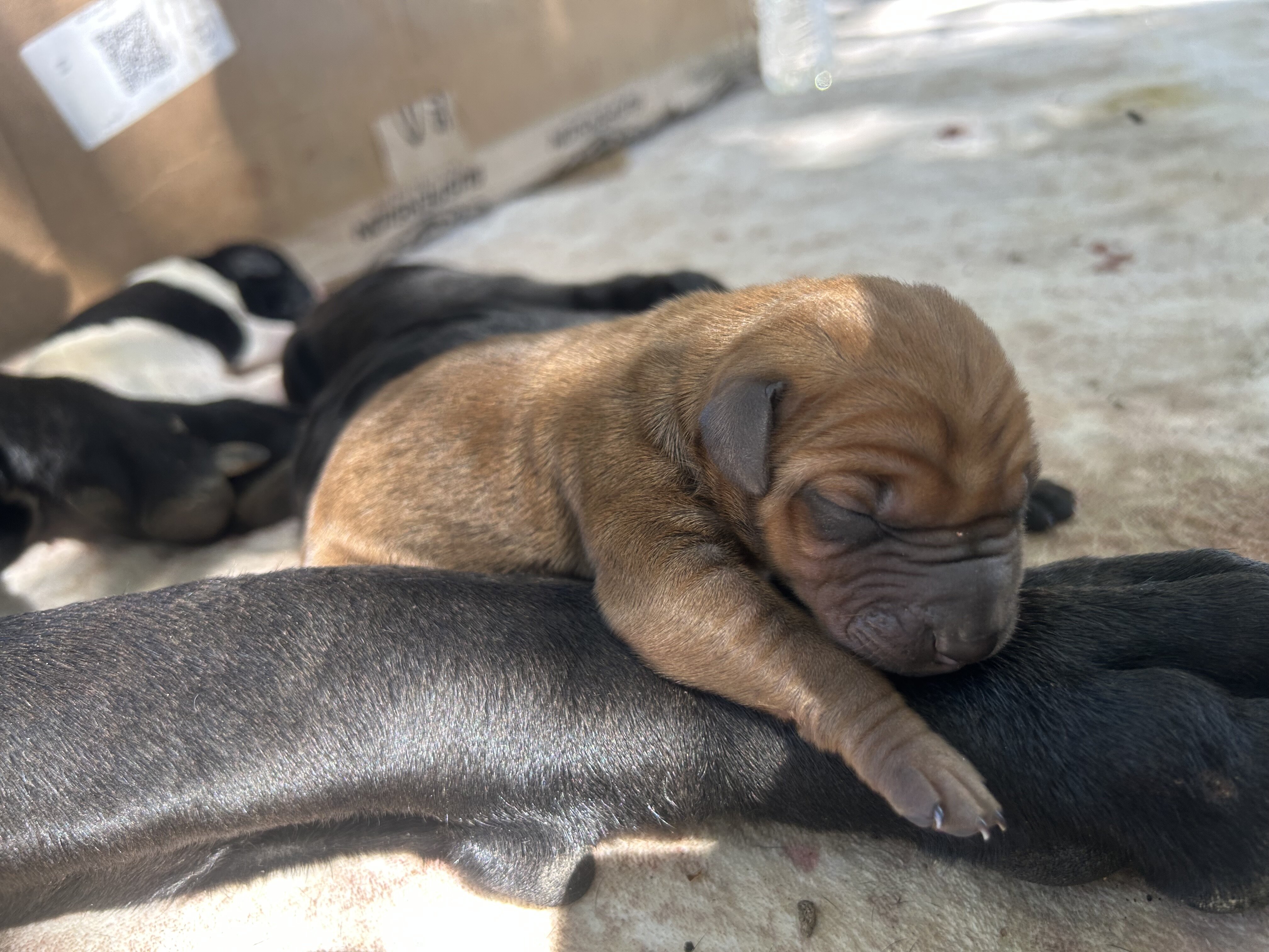 Doberman / Great Dane Puppies image 4