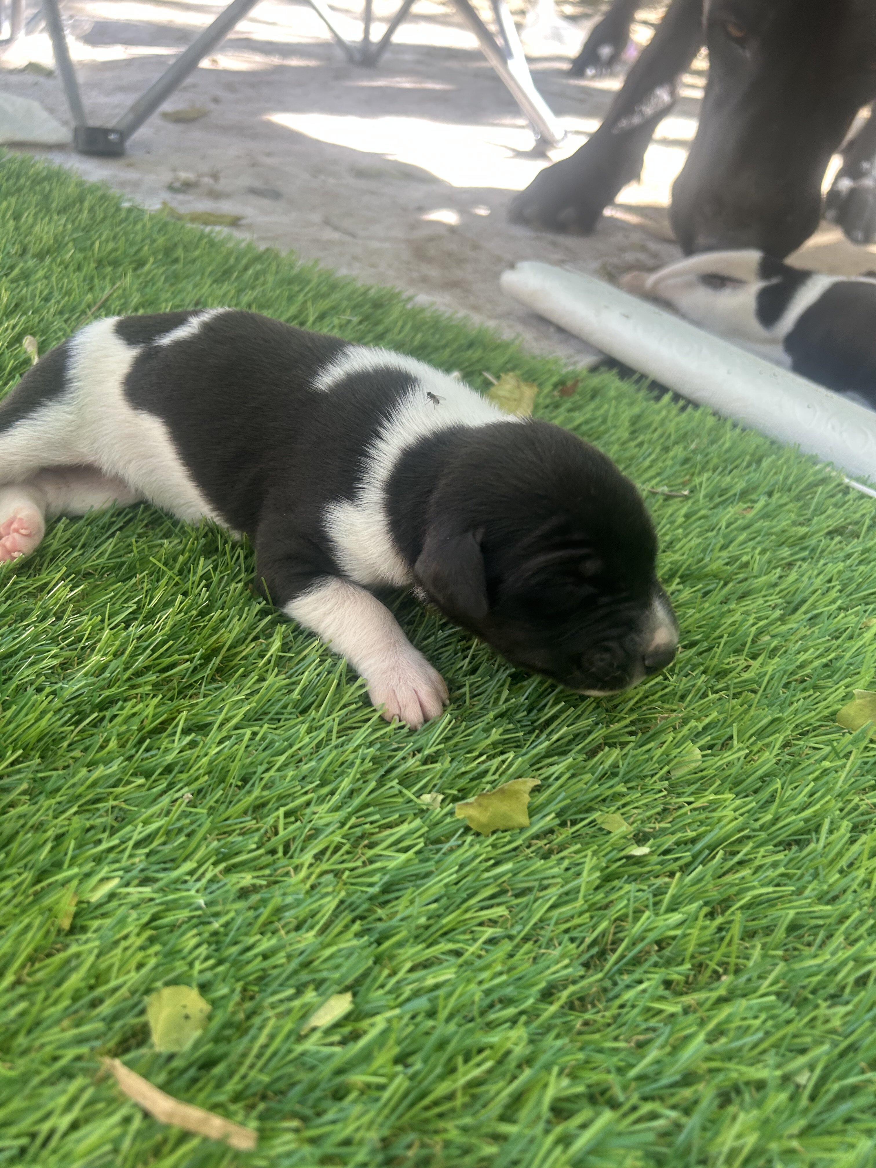 Doberman / Great Dane Puppies image 2
