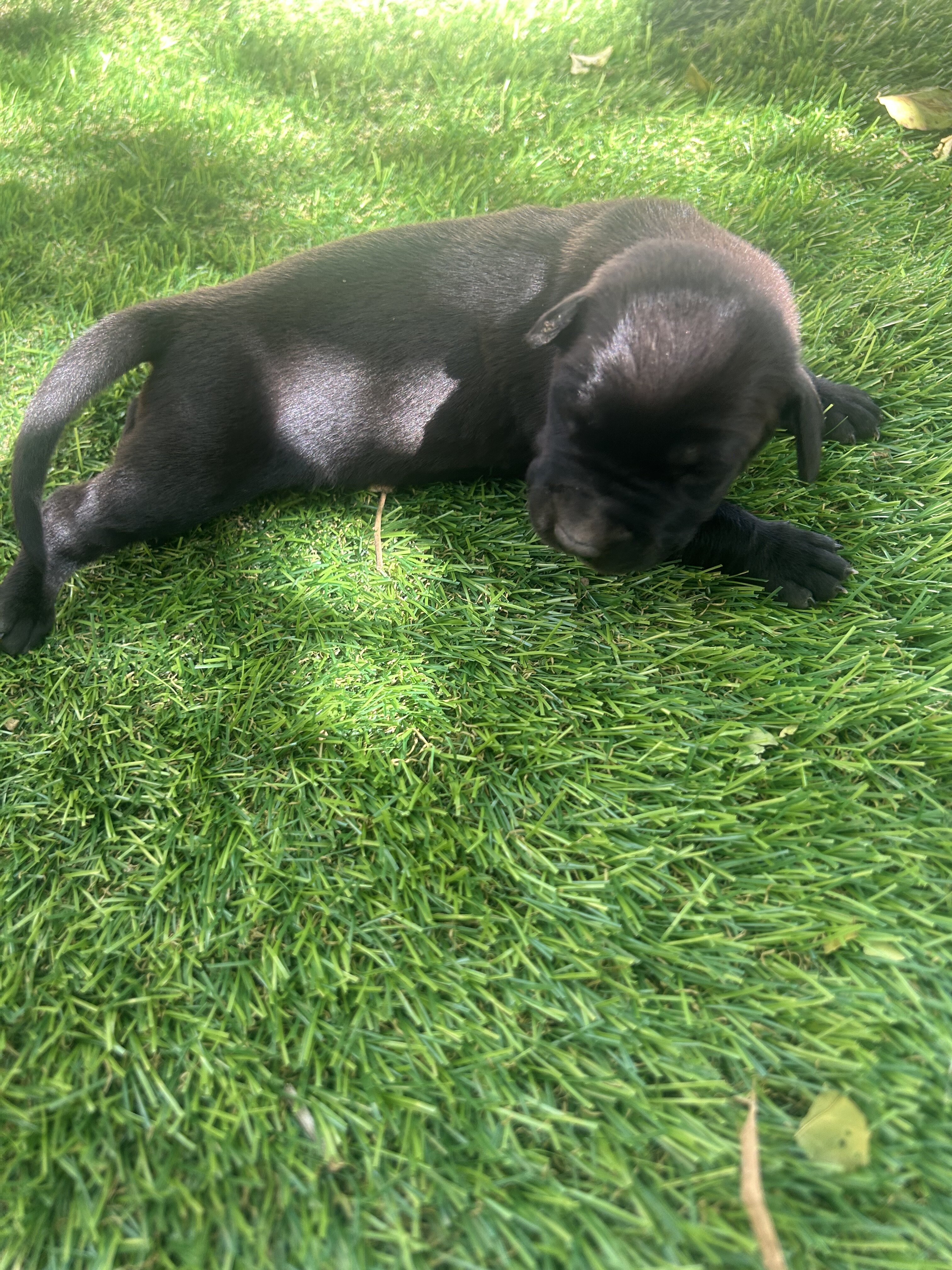 Doberman / Great Dane Puppies image 3