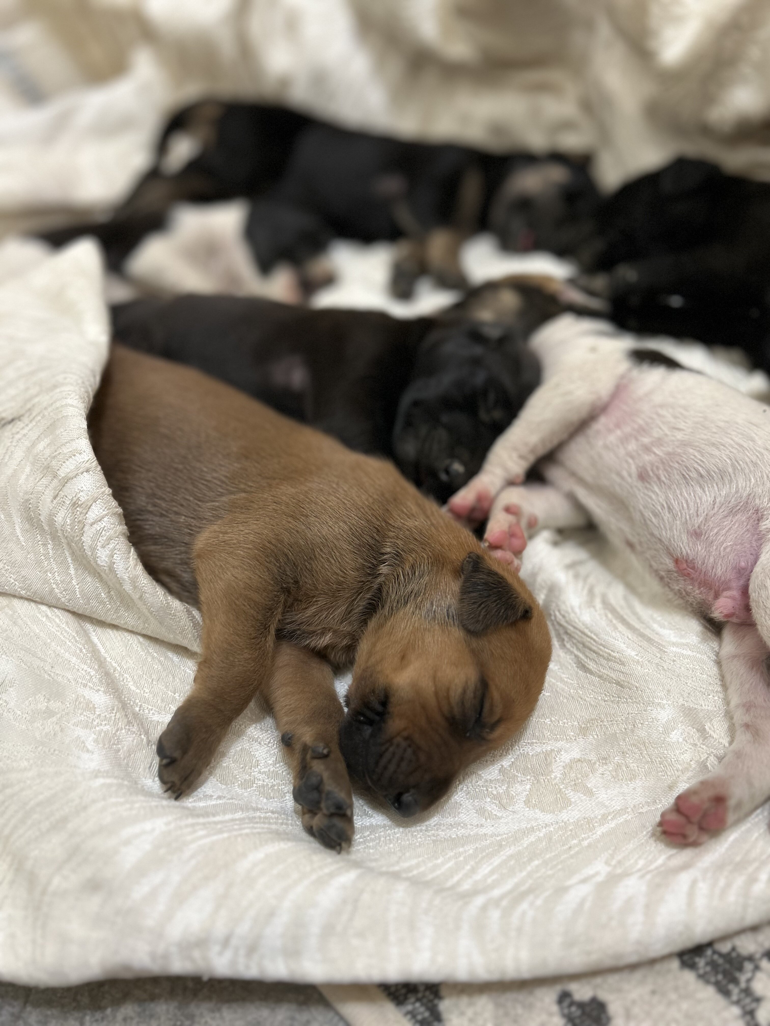 Doberman / Great Dane Puppies image 7