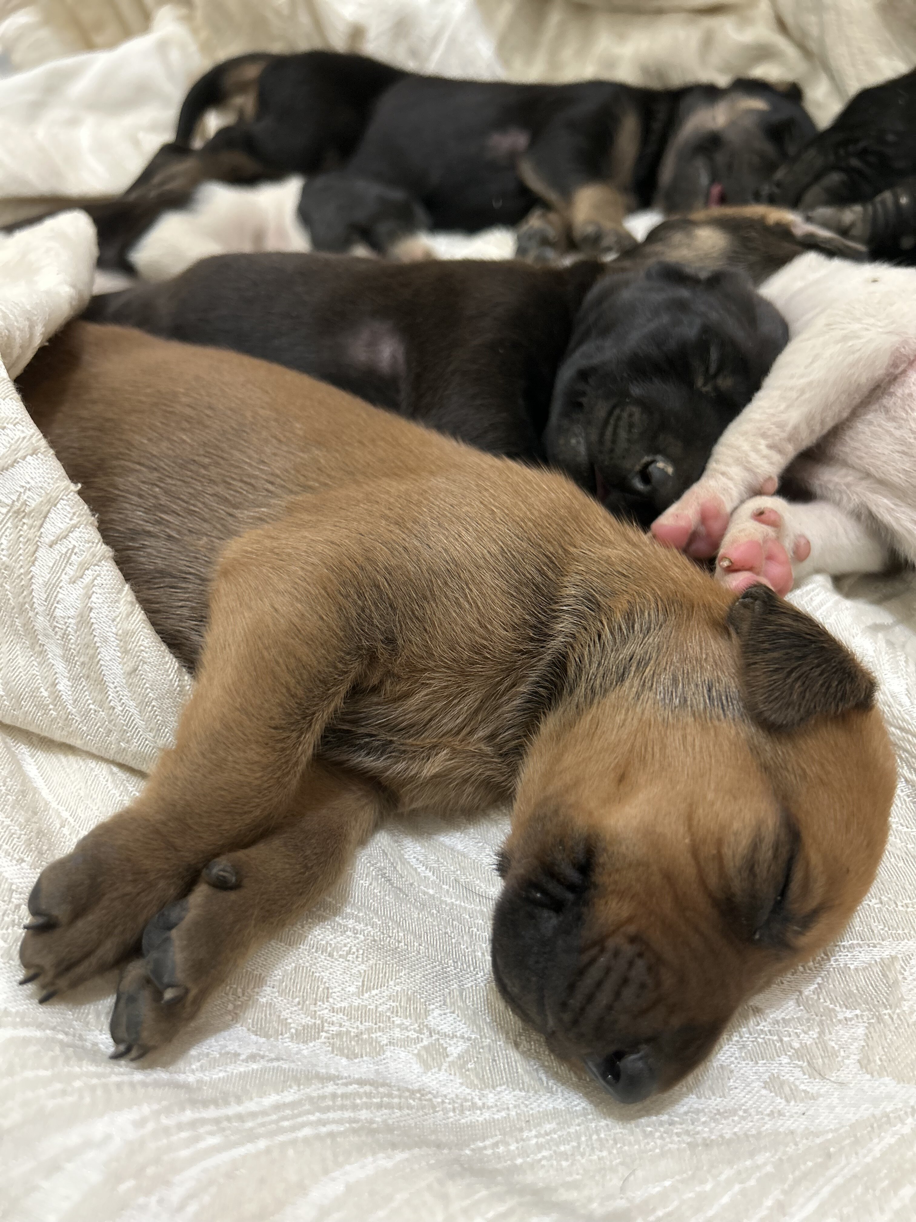 Doberman / Great Dane Puppies image 6