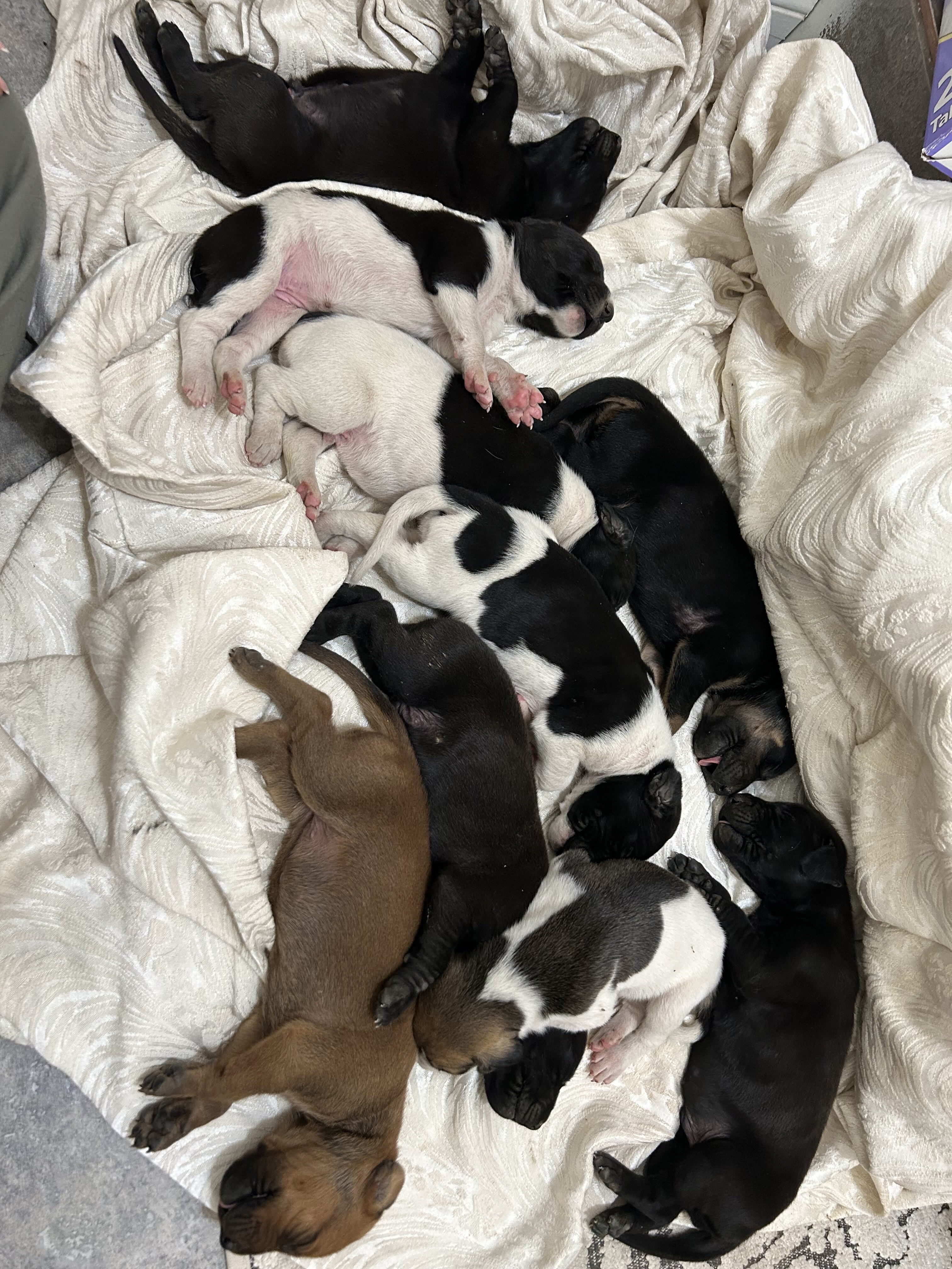 Doberman / Great Dane Puppies image 8
