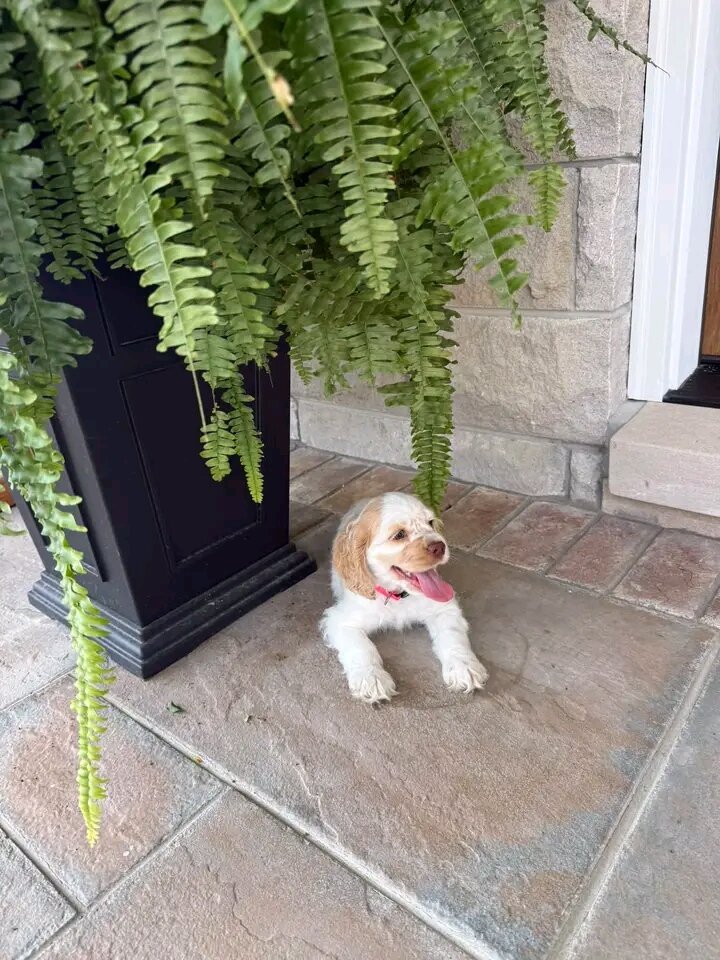 Healthy Cocker spaniel pup image 1