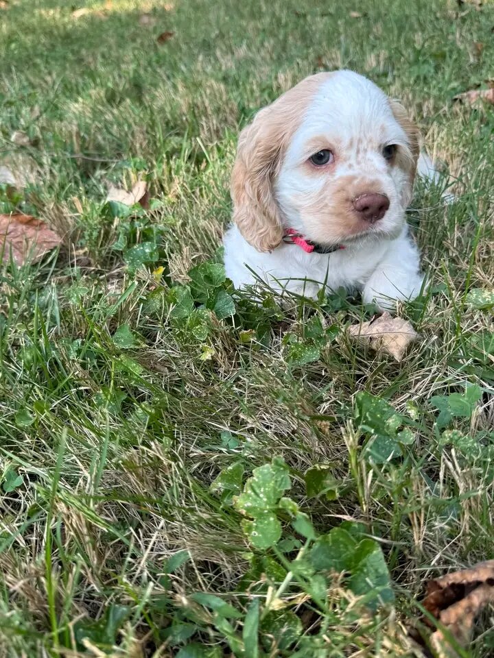 Healthy Cocker spaniel pup image 2