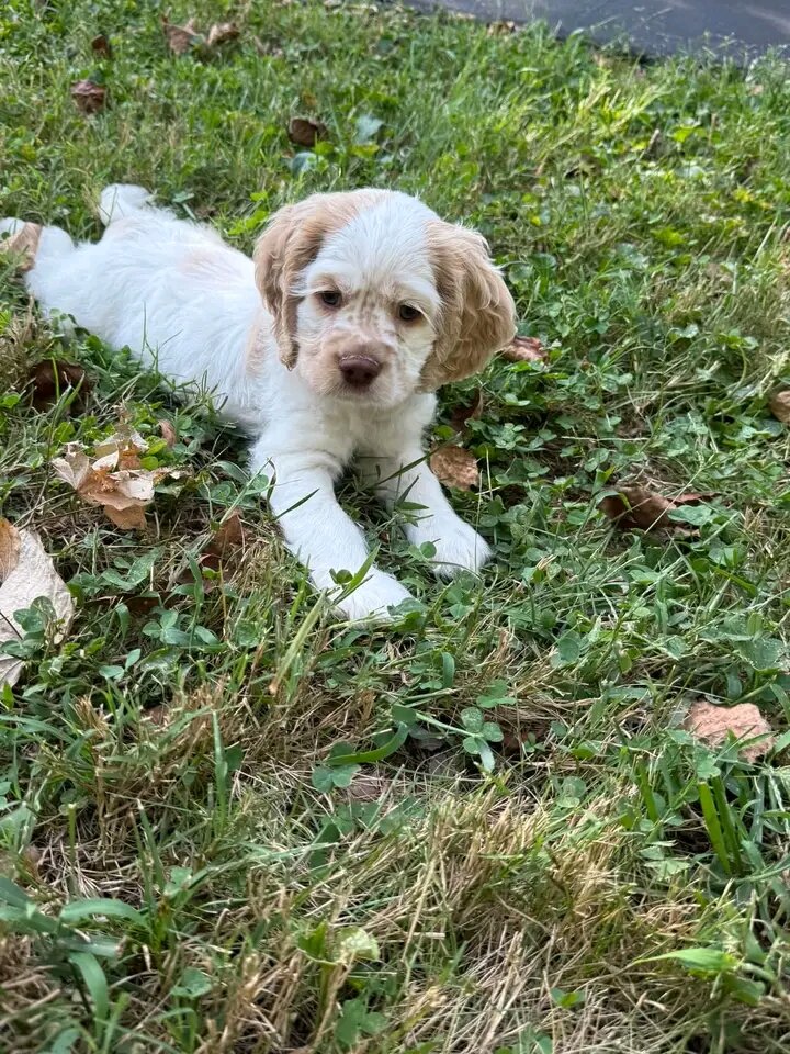 Healthy Cocker spaniel pup image 3