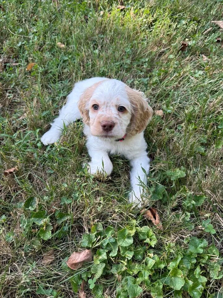Healthy Cocker spaniel pup image 4
