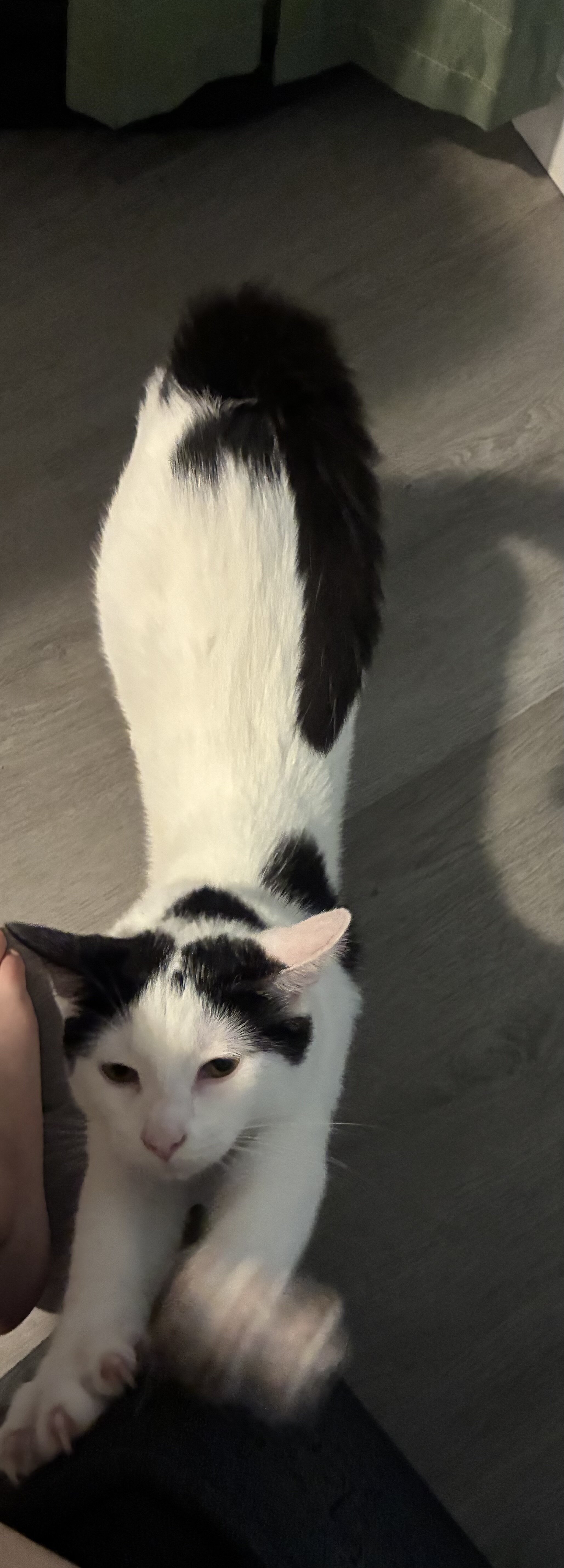 Free female Six month old kitten image 6