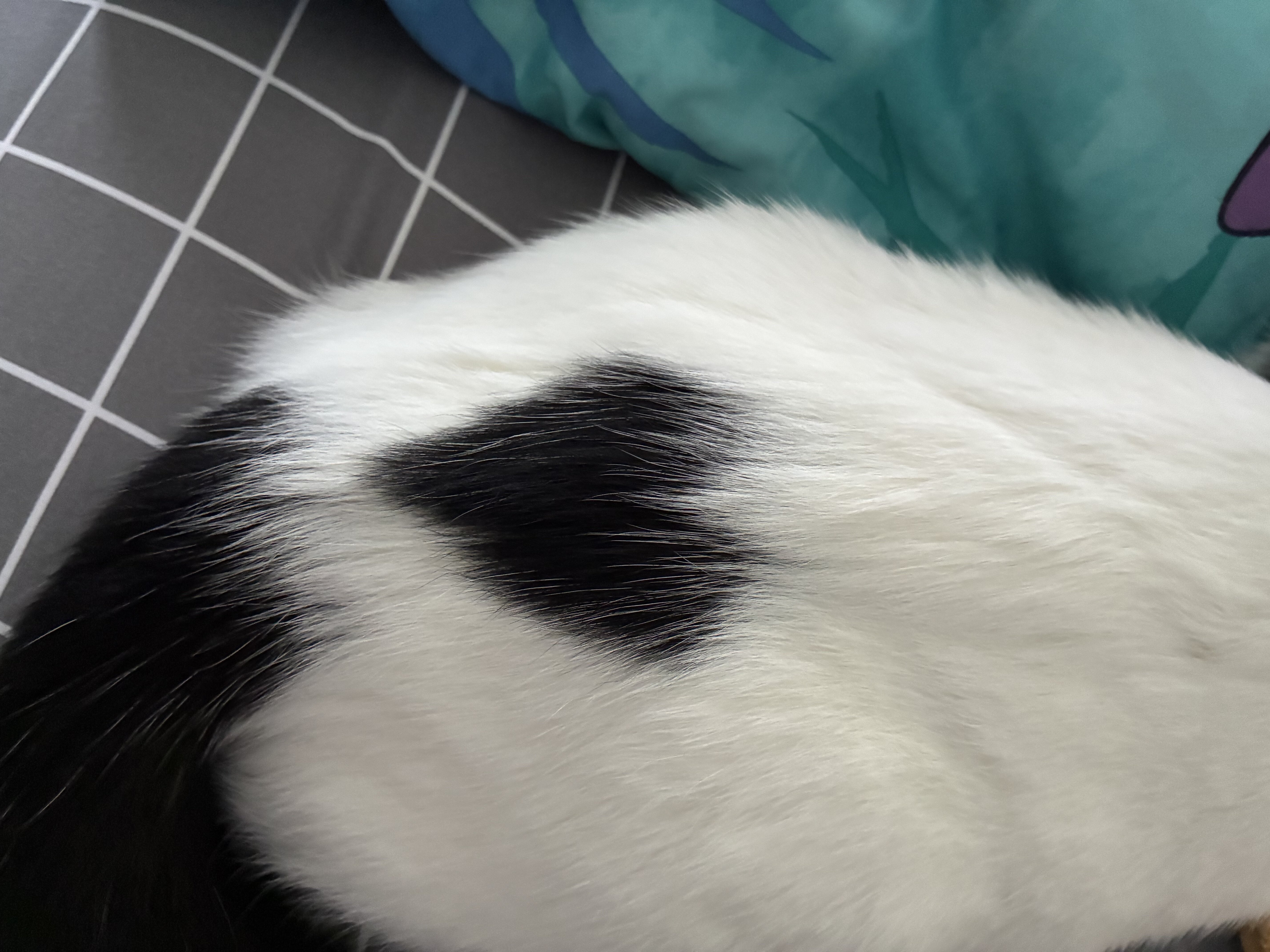 Free female Six month old kitten image 5