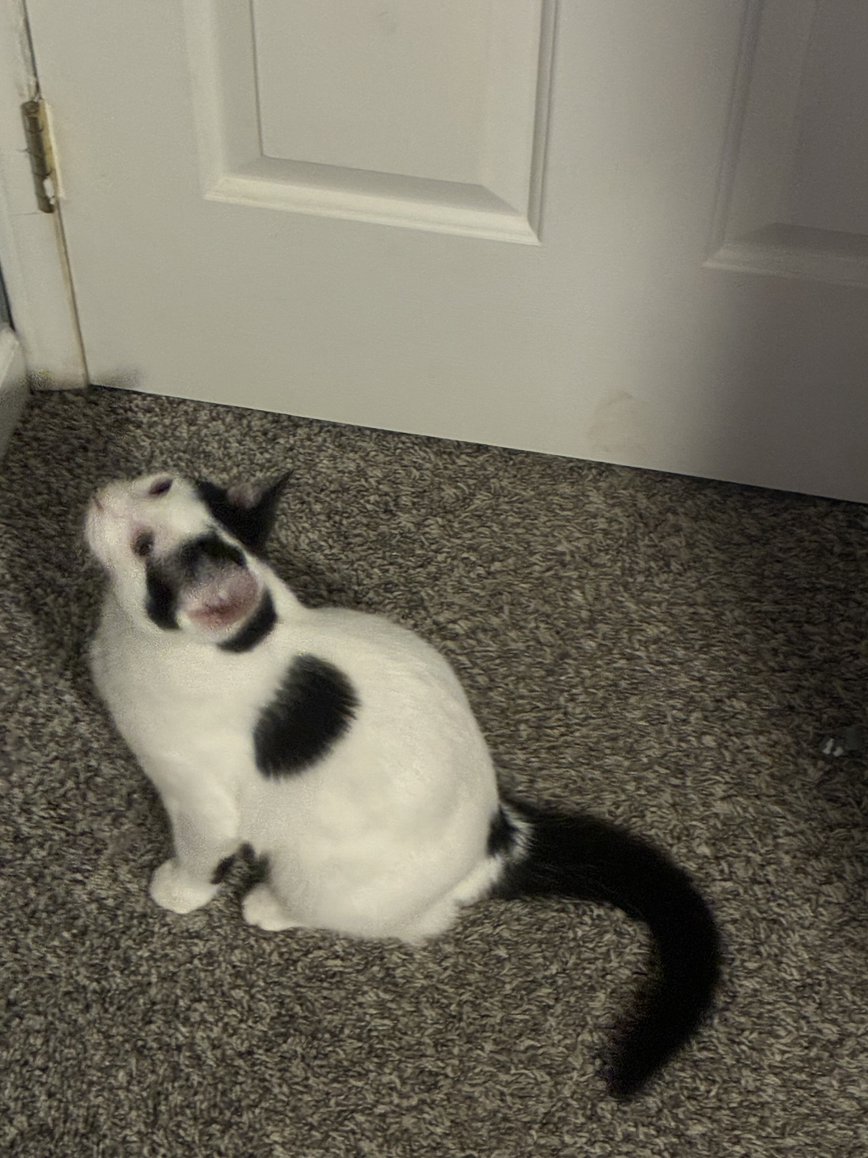 Free female Six month old kitten image 7