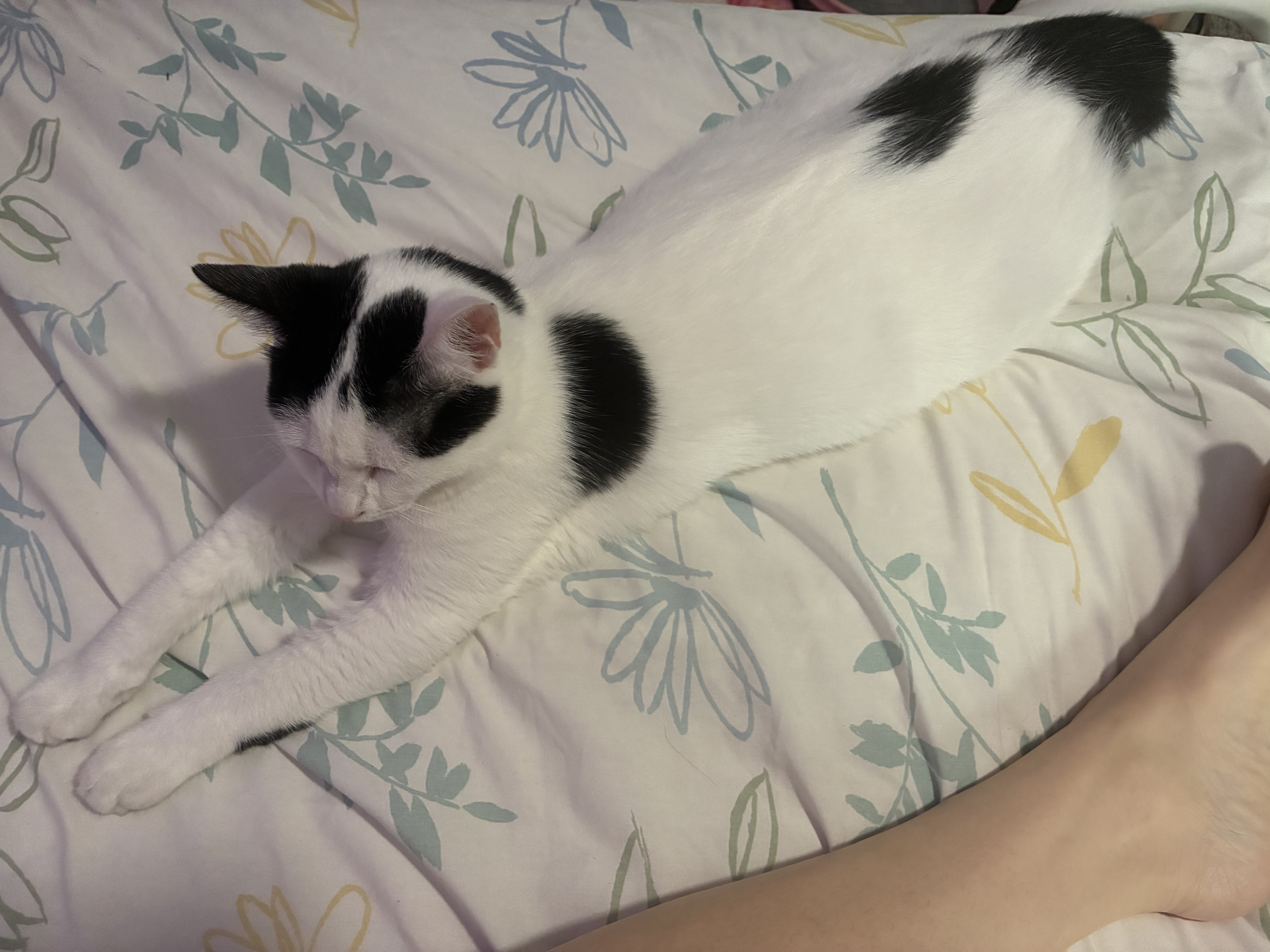 Free female Six month old kitten image 8
