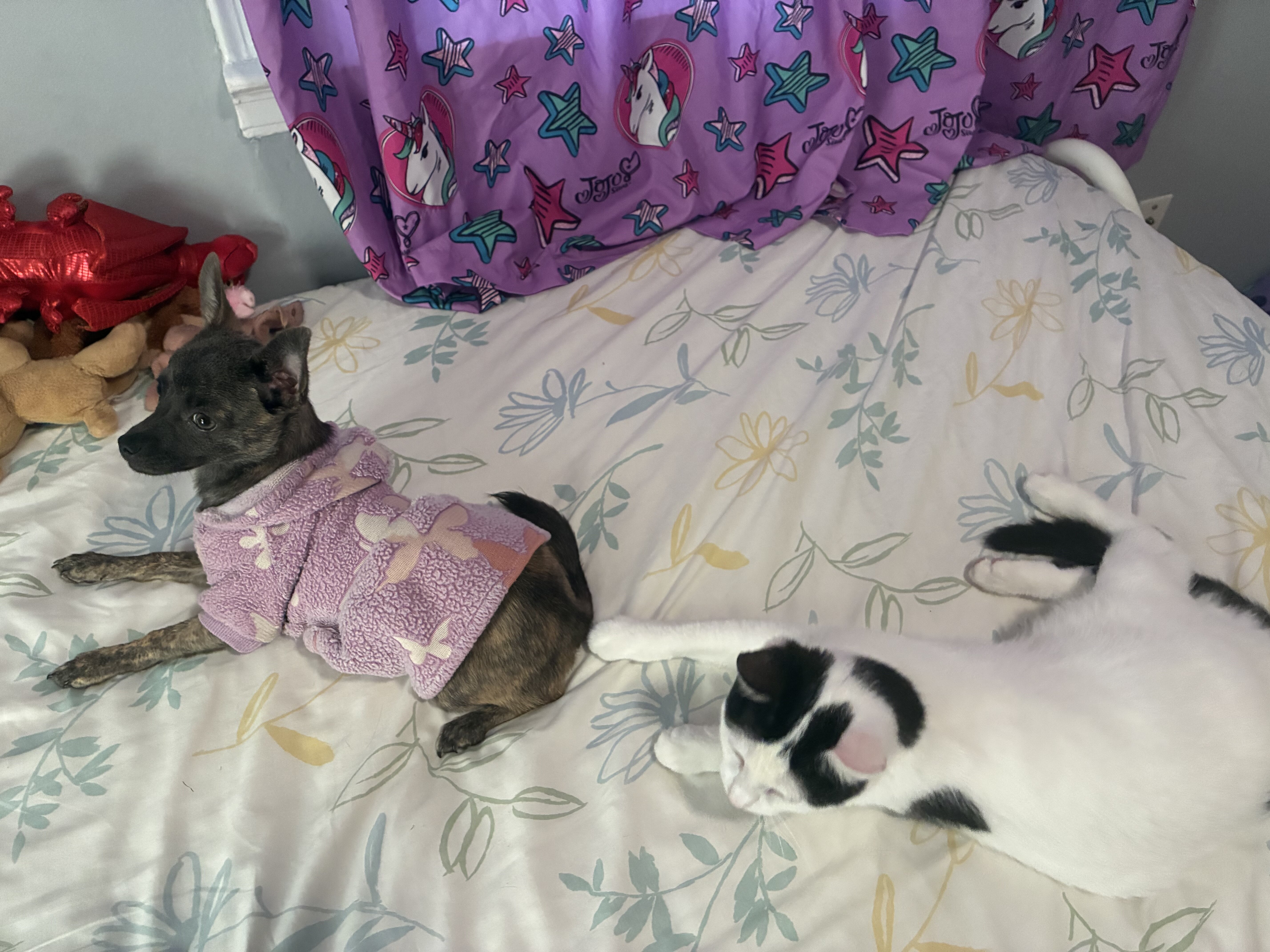 Free female Six month old kitten image 9