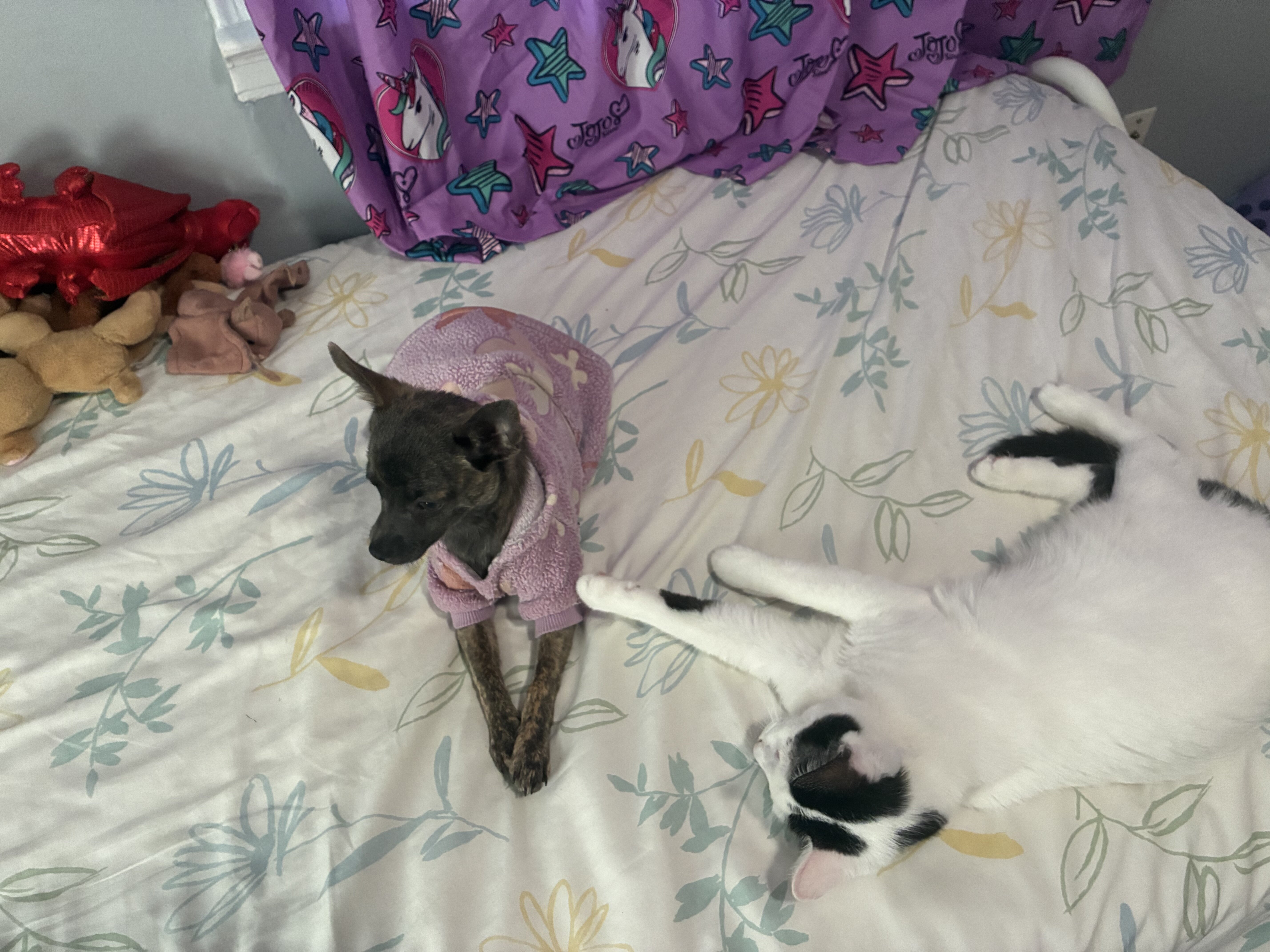 Free female Six month old kitten image 10