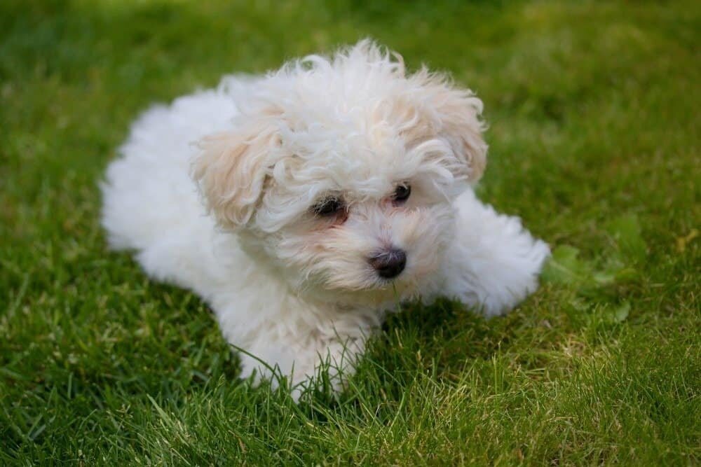 bichon frise image 3