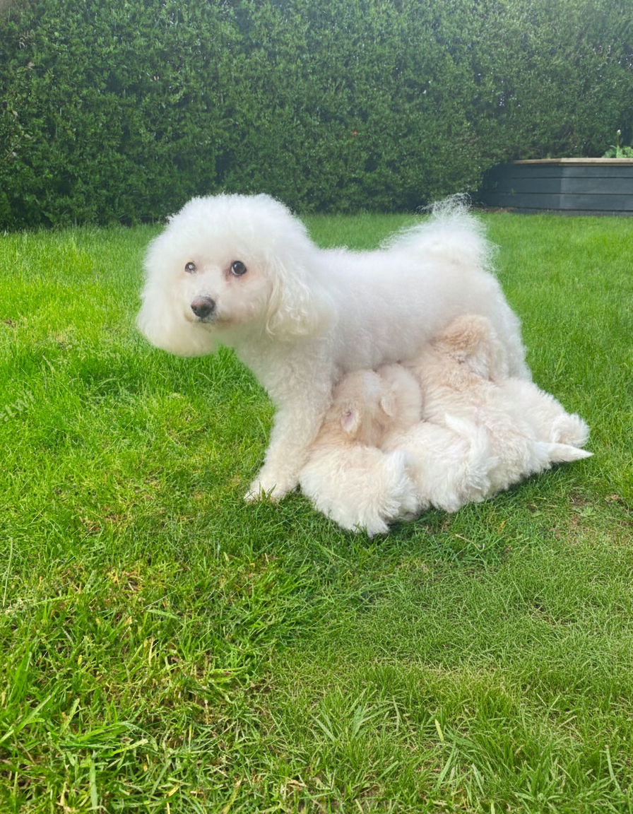 bichon frise image 2